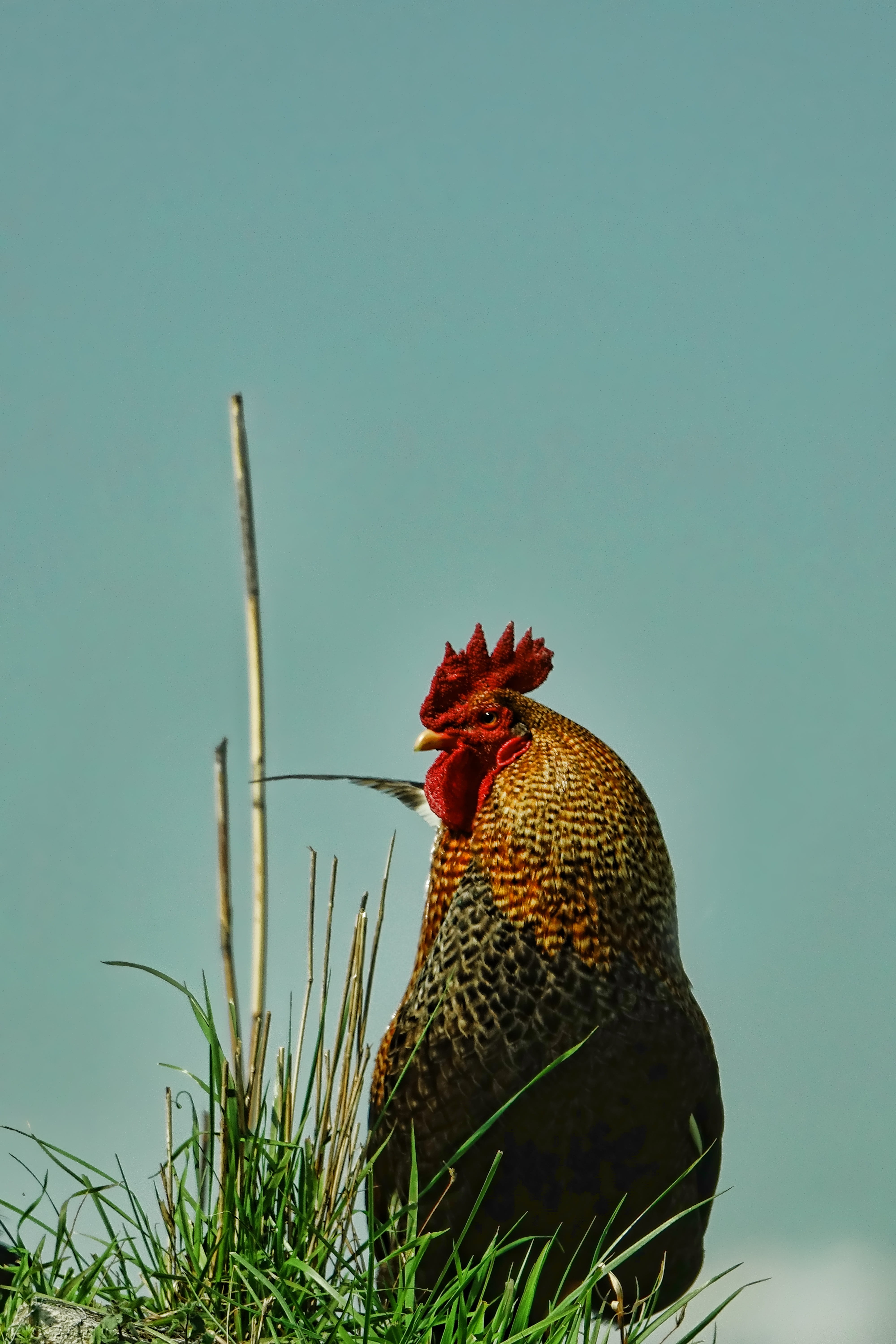 animal, 5K, pets, day, rooster, one animal, field, standing, green color, domestic animals, vertebrate, chicken - bird, chicken, hahn, clear sky, plumage, Phone HD Wallpaper
