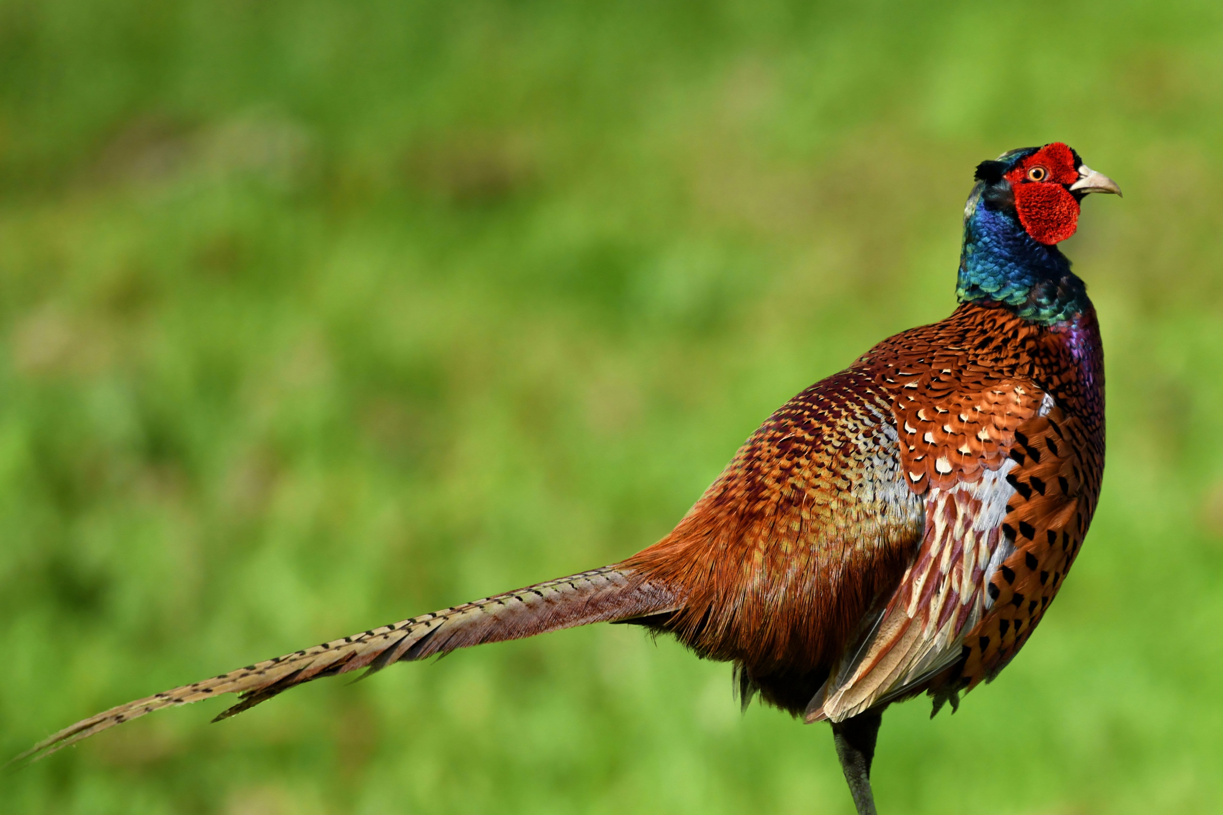 full length, profile view, vertebrate, green color, close-up, animal wildlife, hahn, field, 5K, animal, plant, bird, brown, nature, no people, plumage, HD Wallpaper