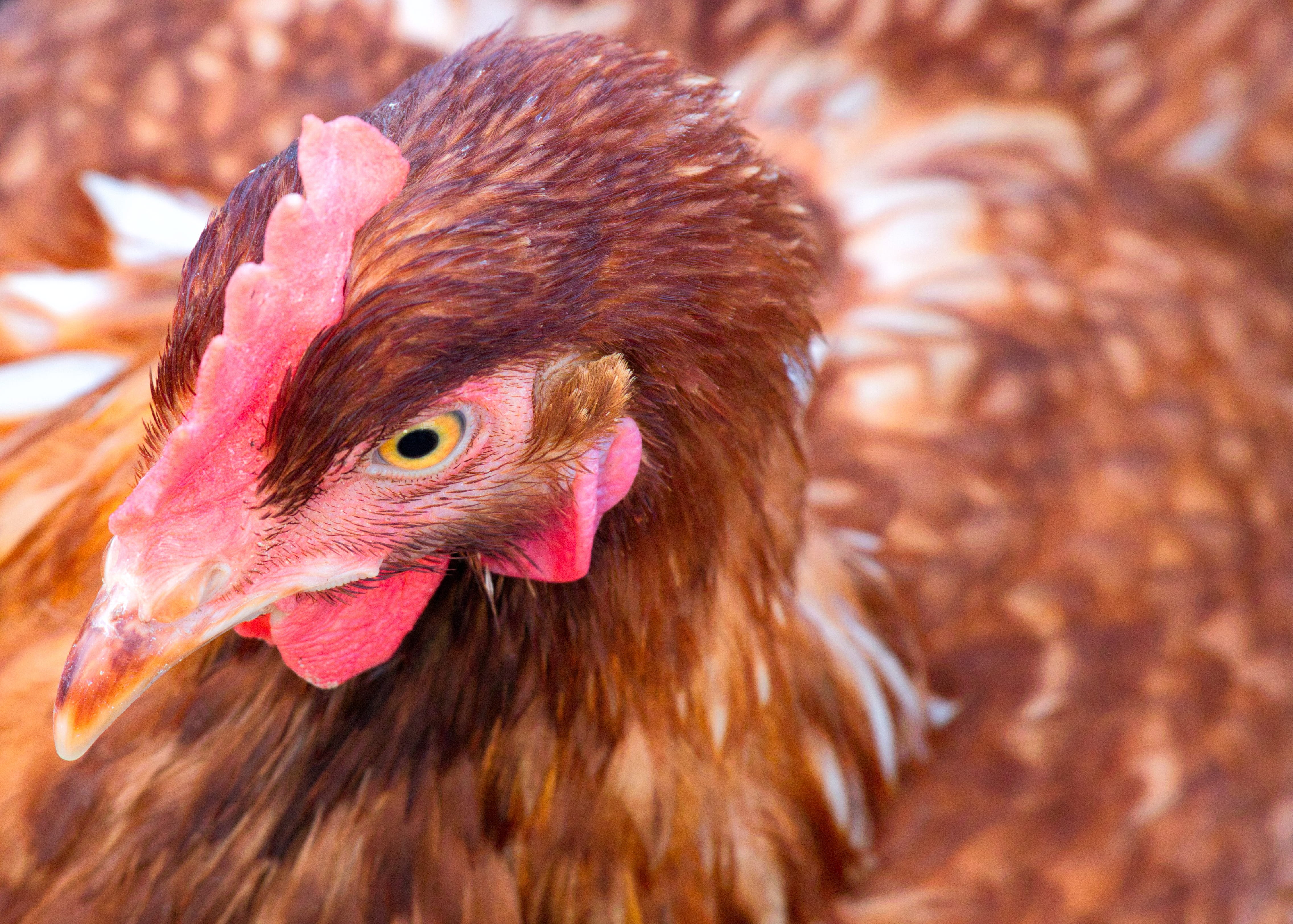 bird, domestic, pets, focus on foreground, close up, beak, mammal, day, male animal, animal head, close-up, vertebrate, animal body part, hen, animal eye, HD Wallpaper