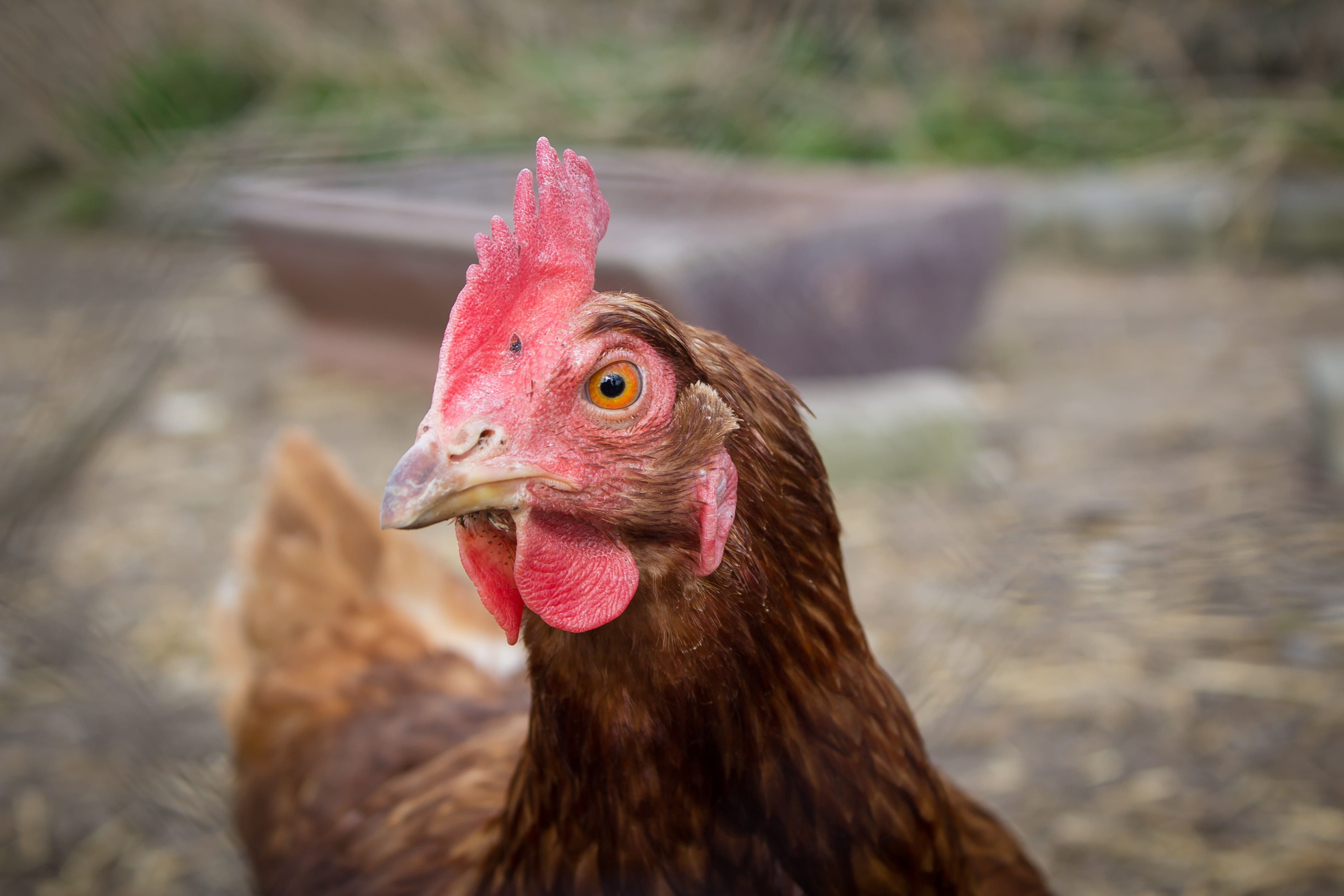 feather, 5K, livestock, poultry, chicken, run, animal themes, outdoors, day, animal body part, range, male animal, vertebrate, agriculture, chicken coop, HD Wallpaper