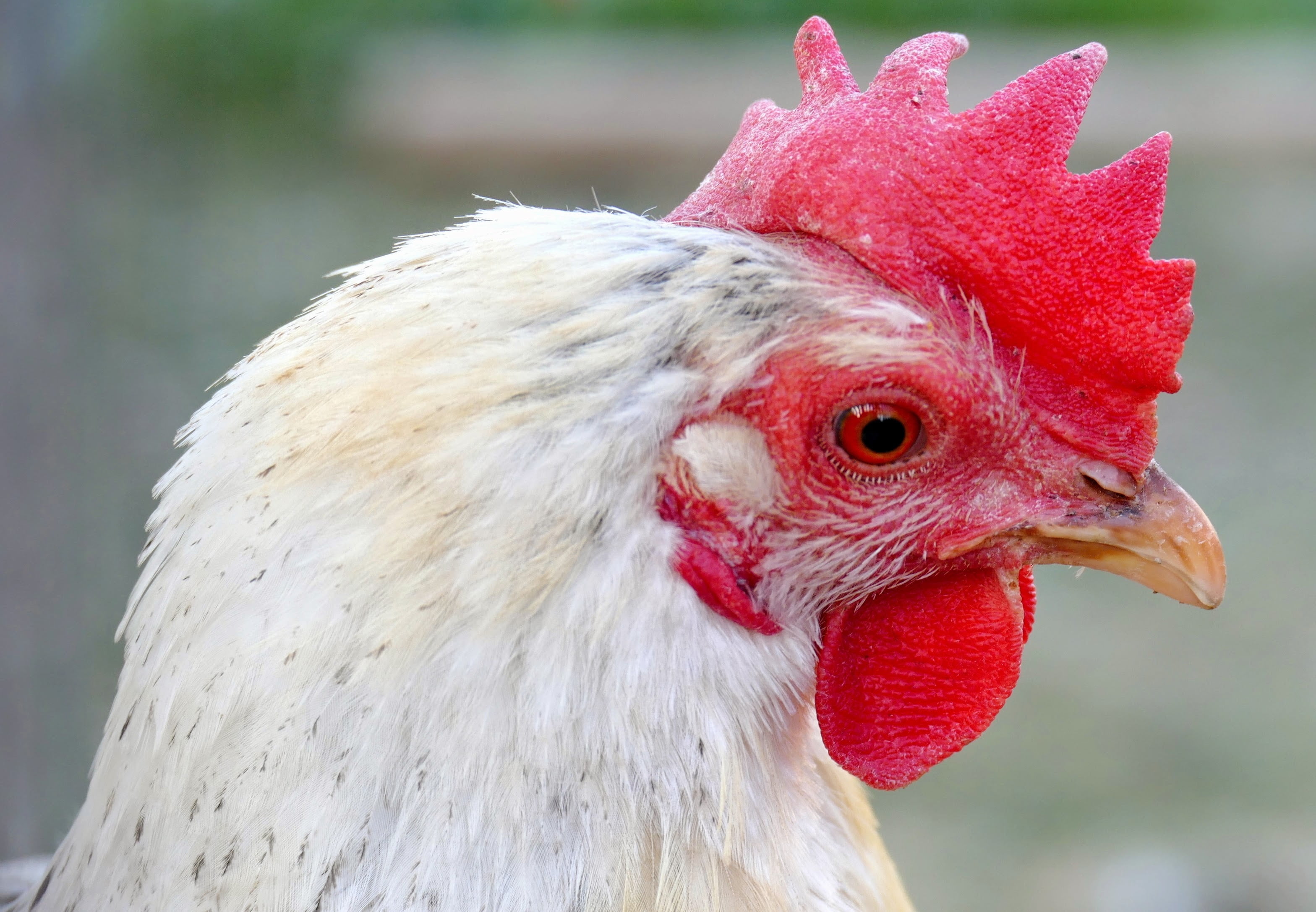 profile view, chicken, chicken head, mammal, no people, domestic animals, beak, male animal, focus on foreground, animal themes, livestock, bird, one animal, HD Wallpaper