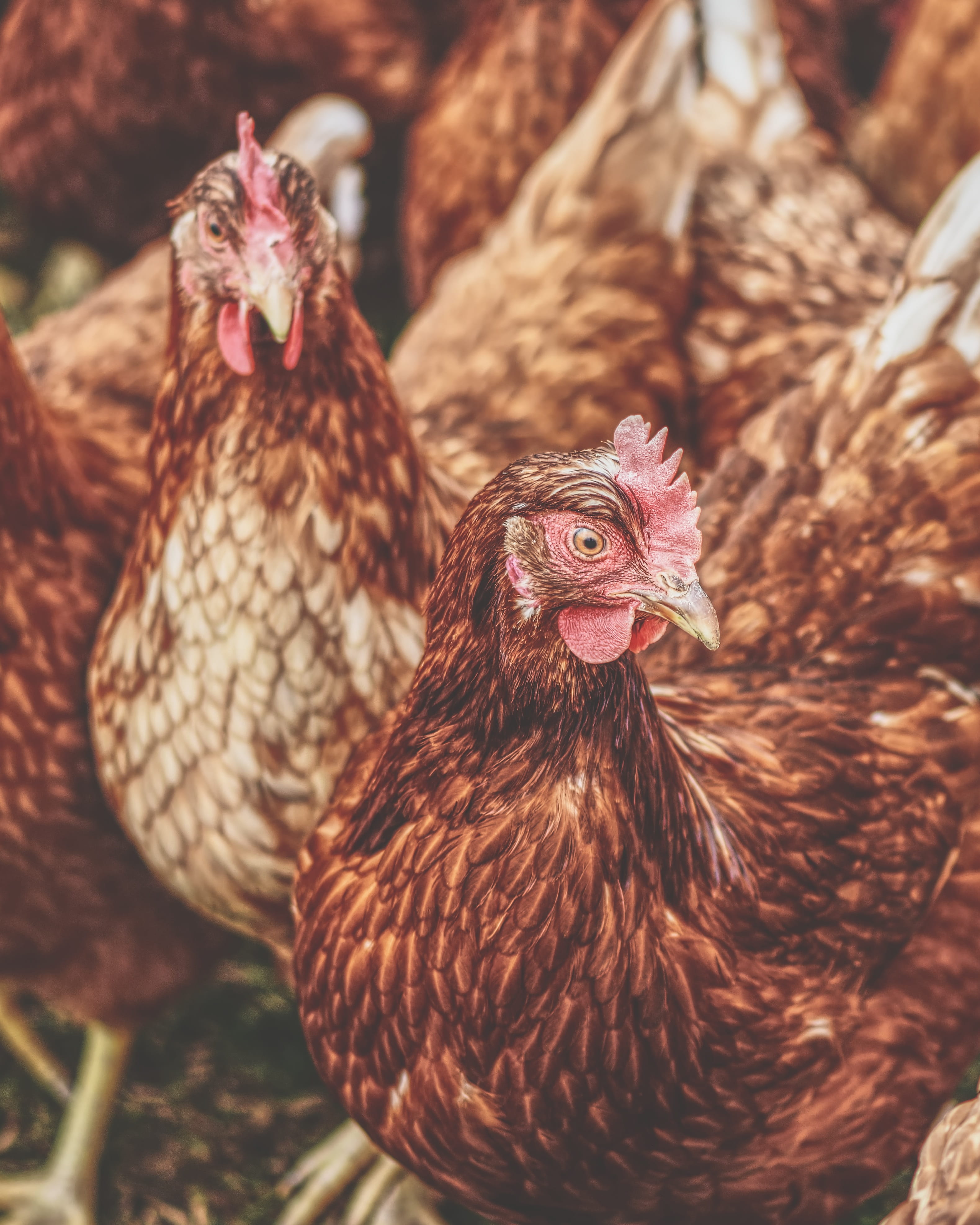 chicken, agriculture, range, poultry, plumage, livestock, hen, no people, running, nature, feather, domestic animals, pets, bill, chickens, close-up, animal, Phone HD Wallpaper