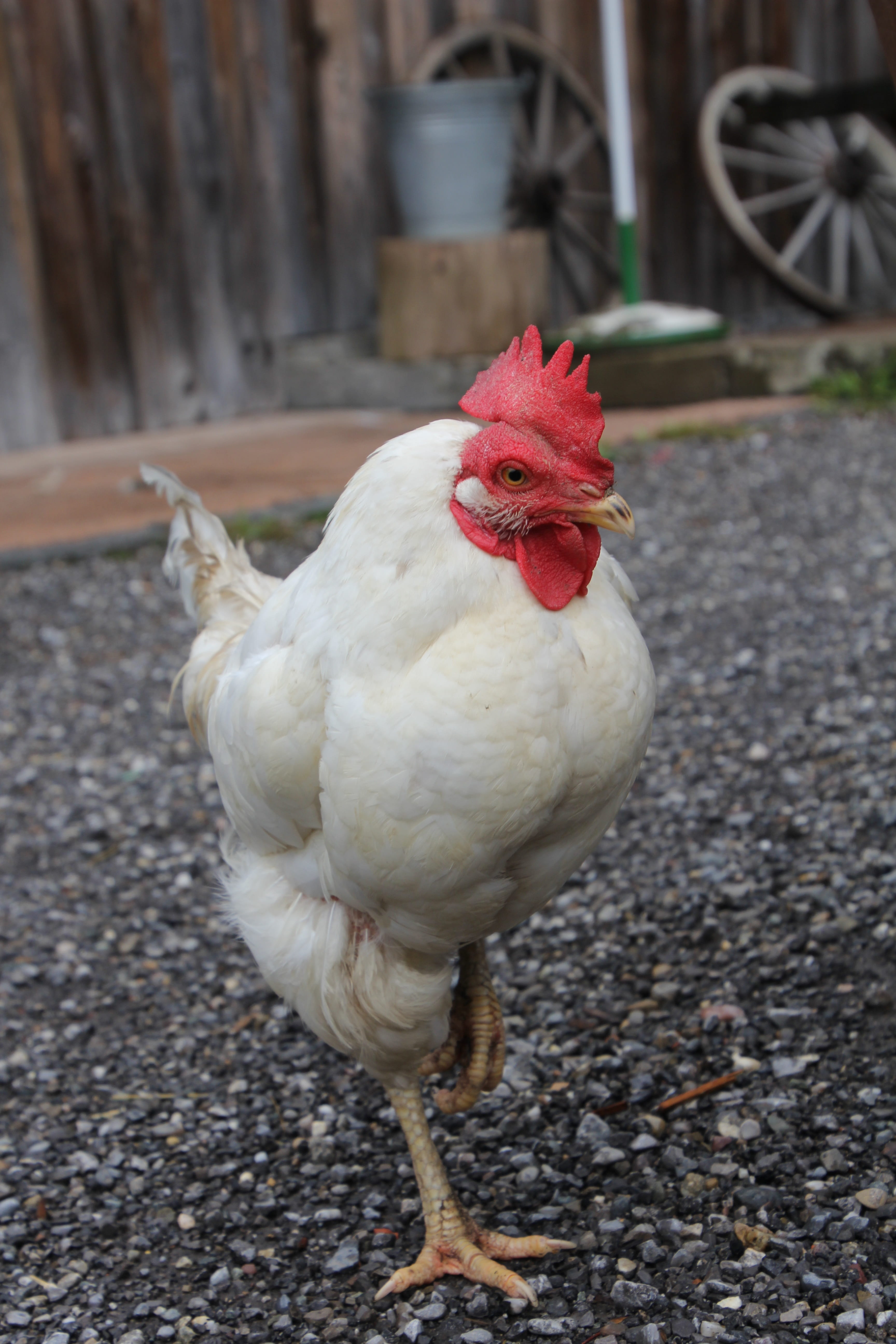 rooster, mammal, animals, pride, animal, country life, bill, domestic, farm, range, 5K, close, feather, livestock, close-up, no people, running, chicken, Phone HD Wallpaper