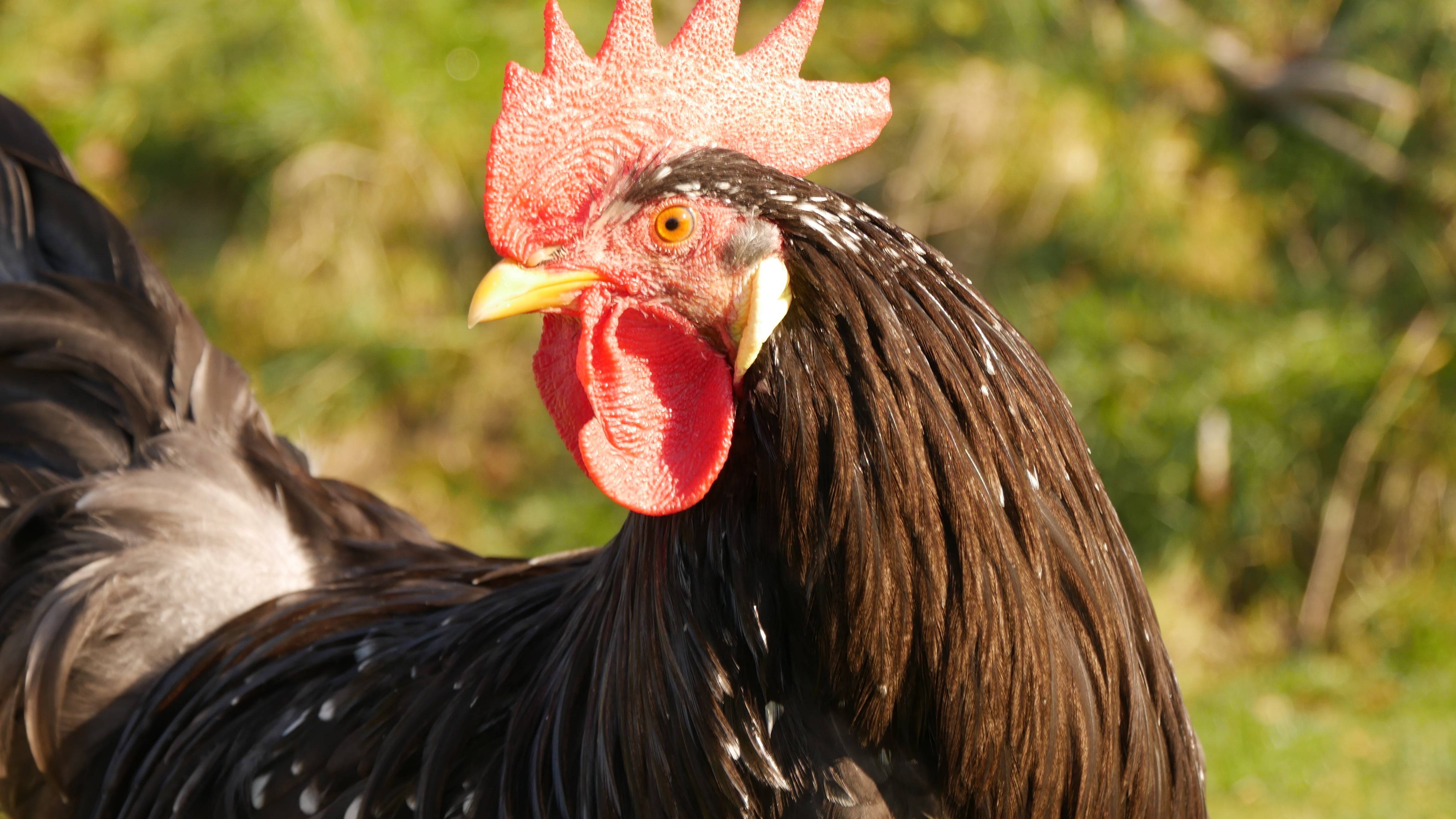 4K, male animal, nature, animal, domestic animals, chicken run, profile view, cockerel, agriculture, rooster, mammal, bill, farm, hen, livestock, animal body part, HD Wallpaper