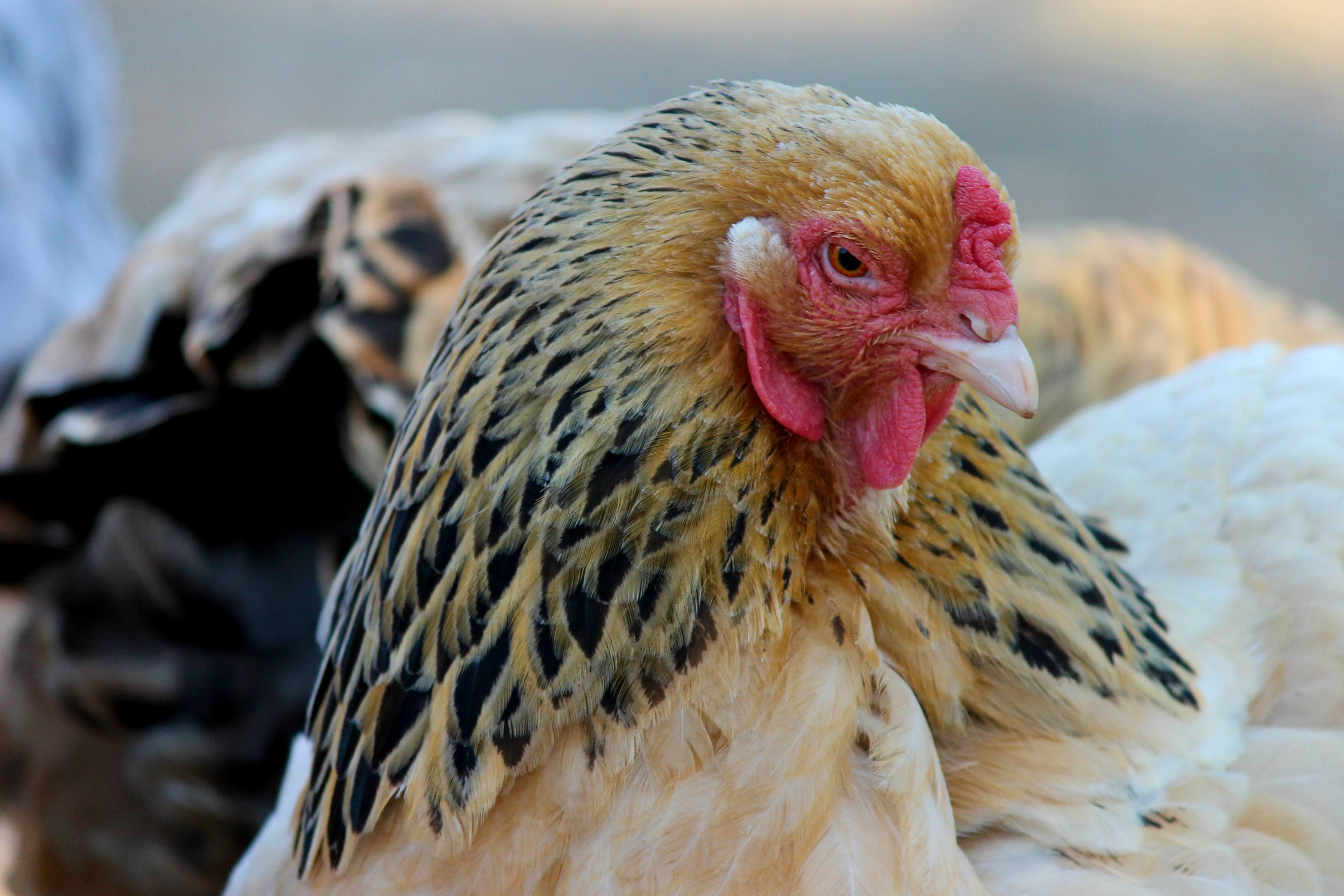 bill, 2K, plumage, poultry, feather, animal world, chicken run, outdoors, farm, head, domestic animals, mammal, brown, range, vertebrate, animal, chicken - bird, HD Wallpaper
