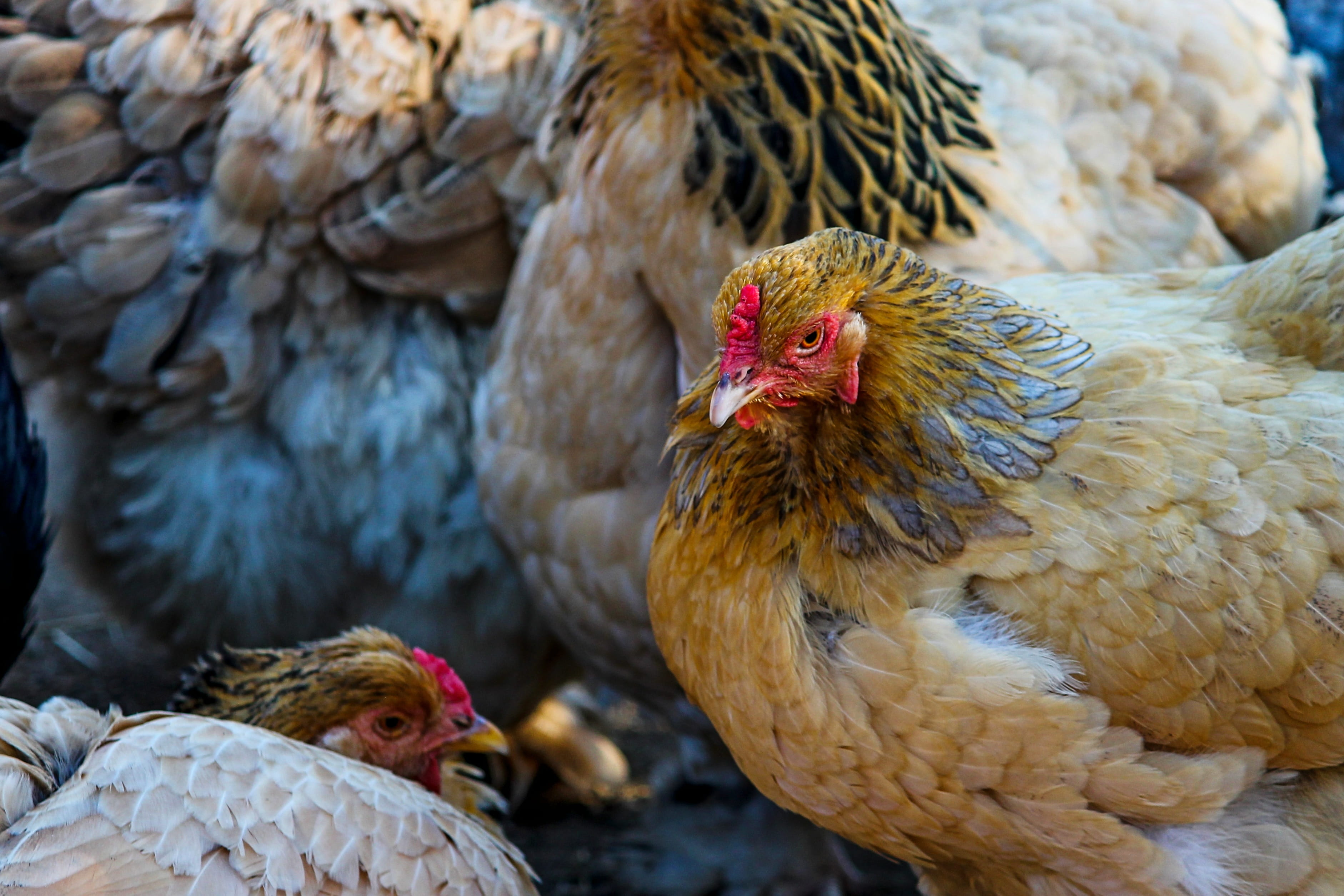 animal, 2K, portrait, vertebrate, chicken farm, farm, feather, group of animals, bill, agriculture, easter, animal family, pride, gallus, animal themes, HD Wallpaper