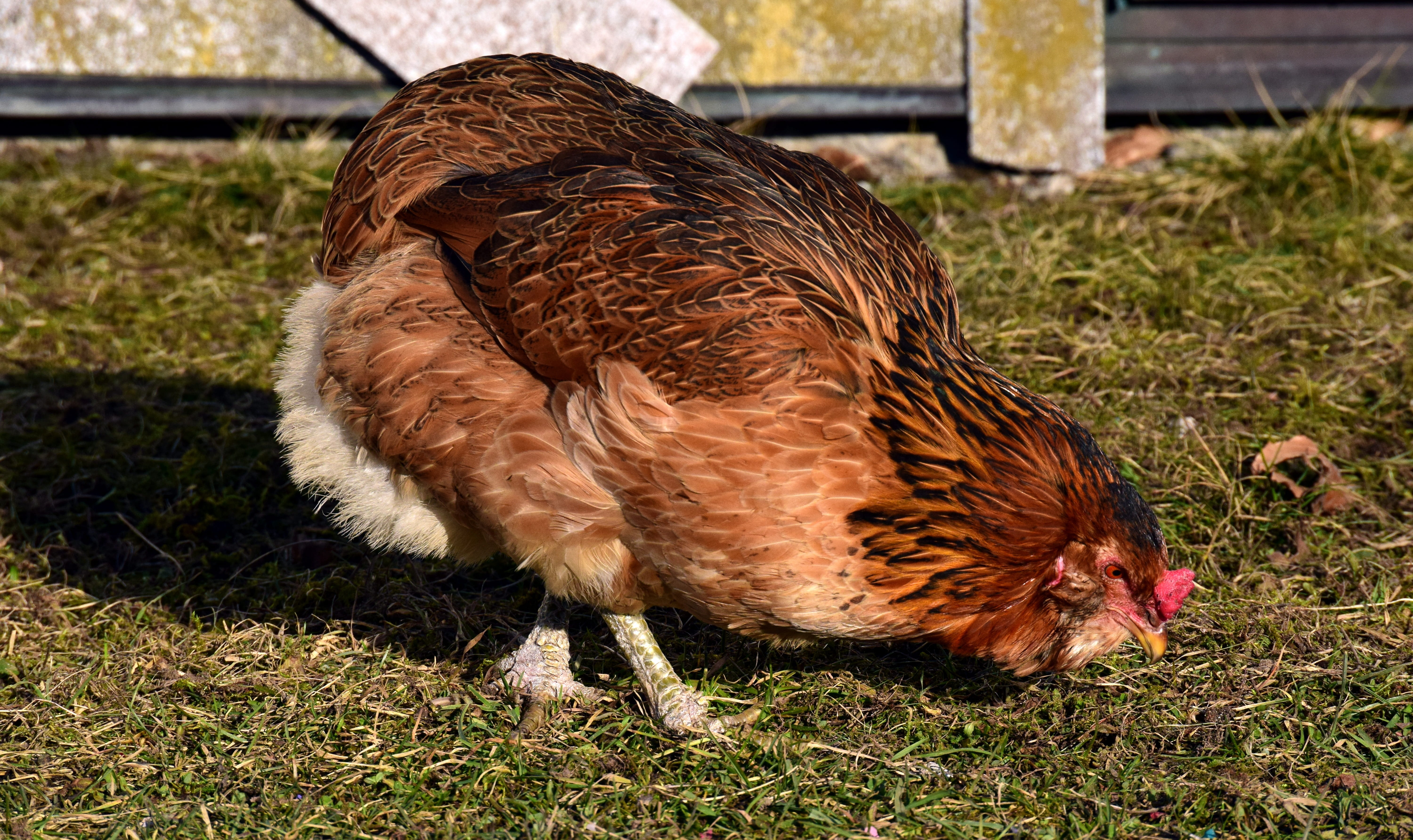 running, range, outdoors, field, bird, 5K, land, chicken - bird, livestock, domestic, poultry, chicken, out, day, one animal, animal, happy, animals, brown, HD Wallpaper