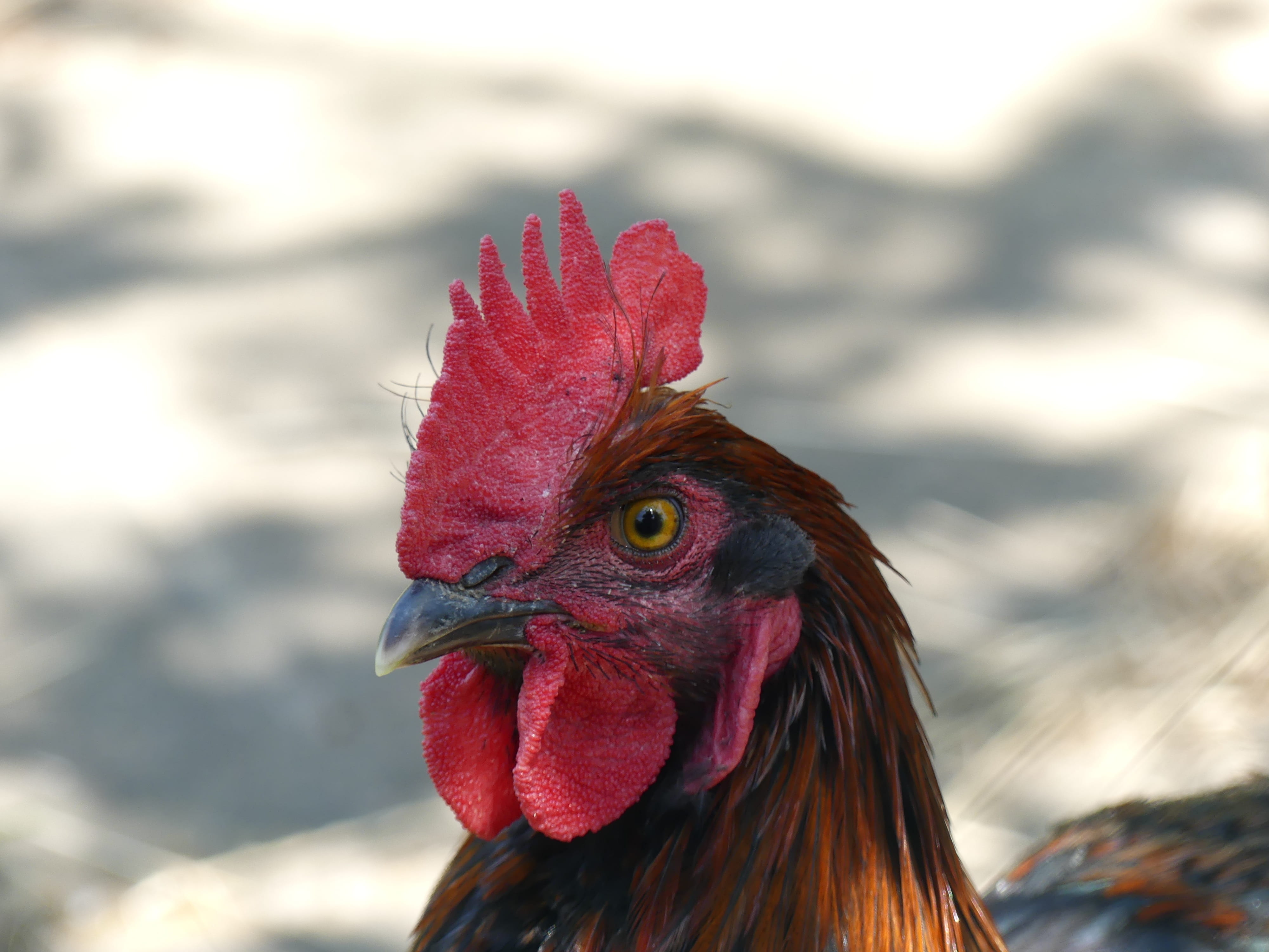 4K, mammal, animal themes, domestic, farm, domestic animals, animal body part, male animal, outdoors, comb, poultry, red, close-up, animal portrait, bird, HD Wallpaper