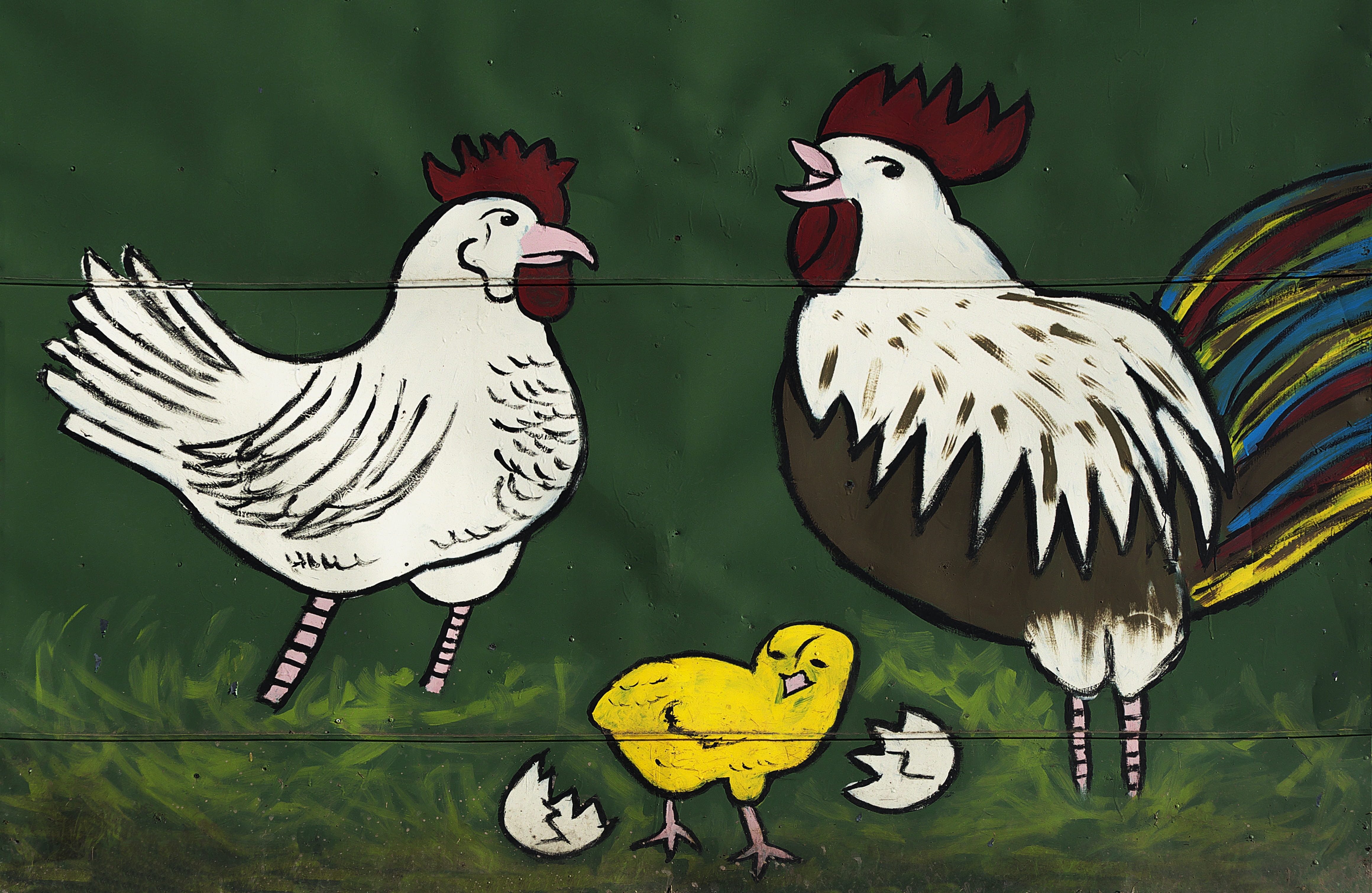 animal themes, chicken, two animals, lake, group of animals, chicken run, animals in the wild, animal representation, animal family, advertising, parrot, HD Wallpaper
