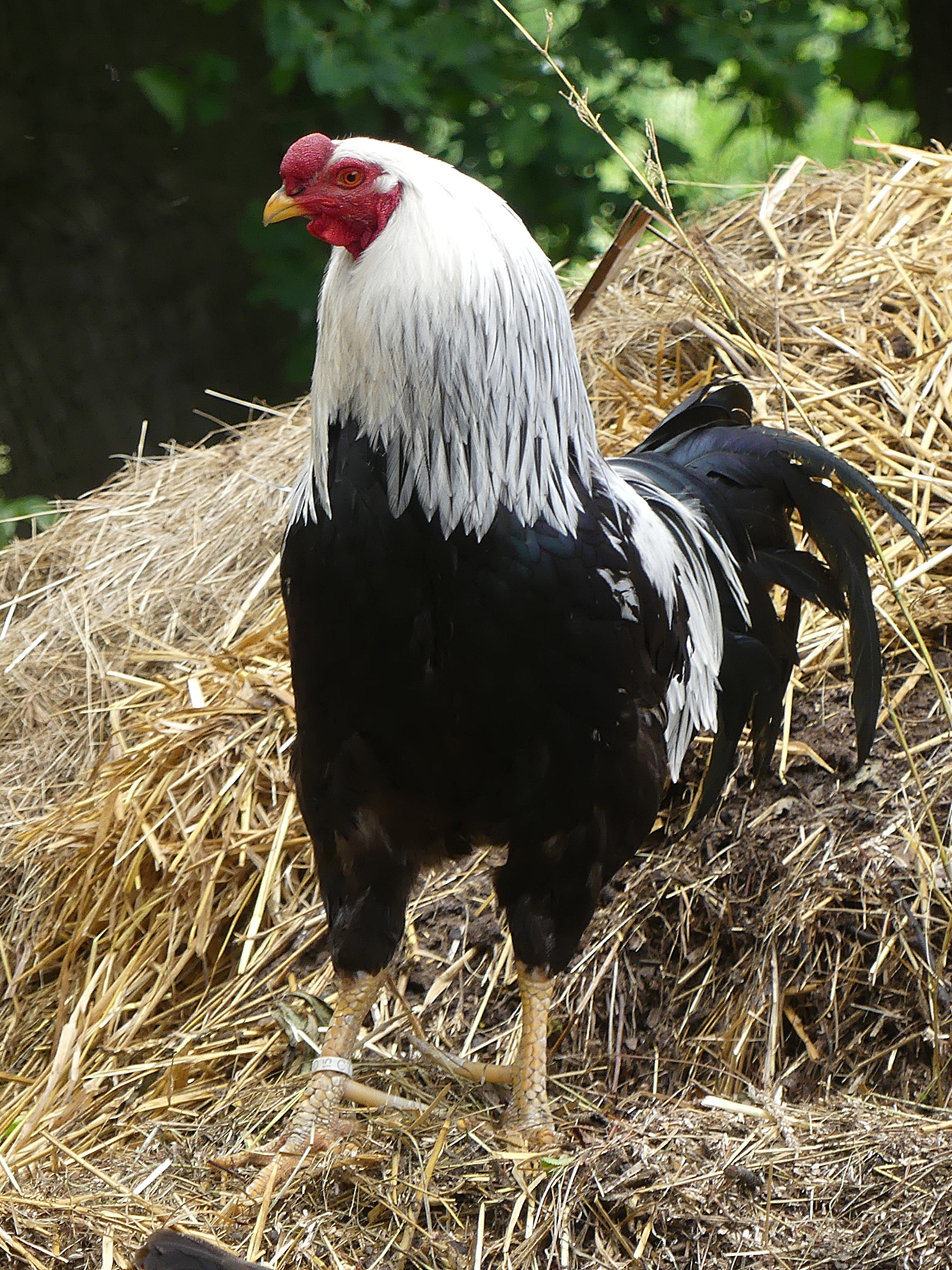 close-up, pets, animal, livestock, animals, domestic, hay, day, land, no people, plant, chicken run, domestic animals, chicken - bird, animal head, chicken, Phone HD Wallpaper