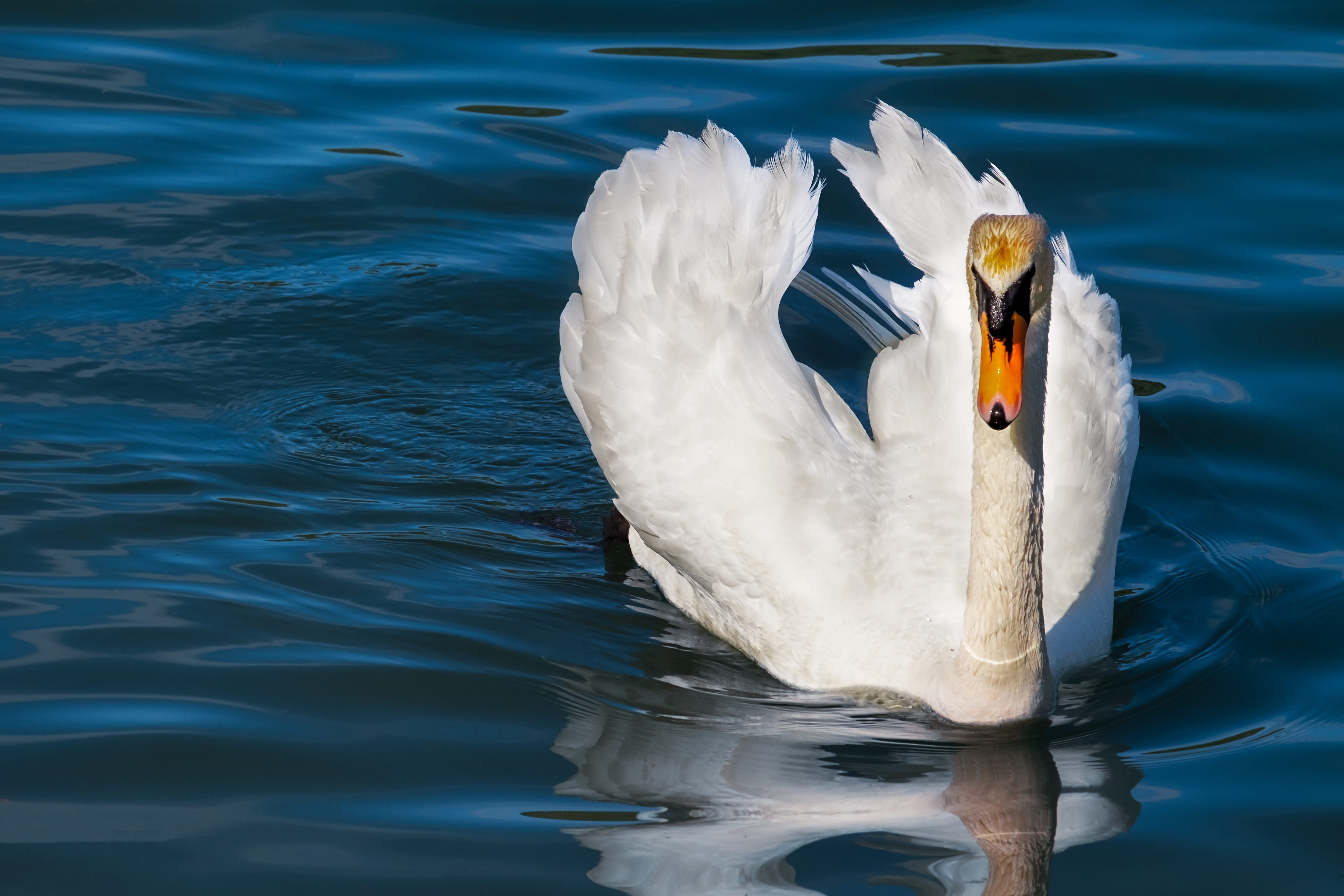 waterfront, 4K, swan, water, animal themes, pride, day, white, calm, animal, white color, one animal, animal world, animals in the wild, zoology, bird, HD Wallpaper