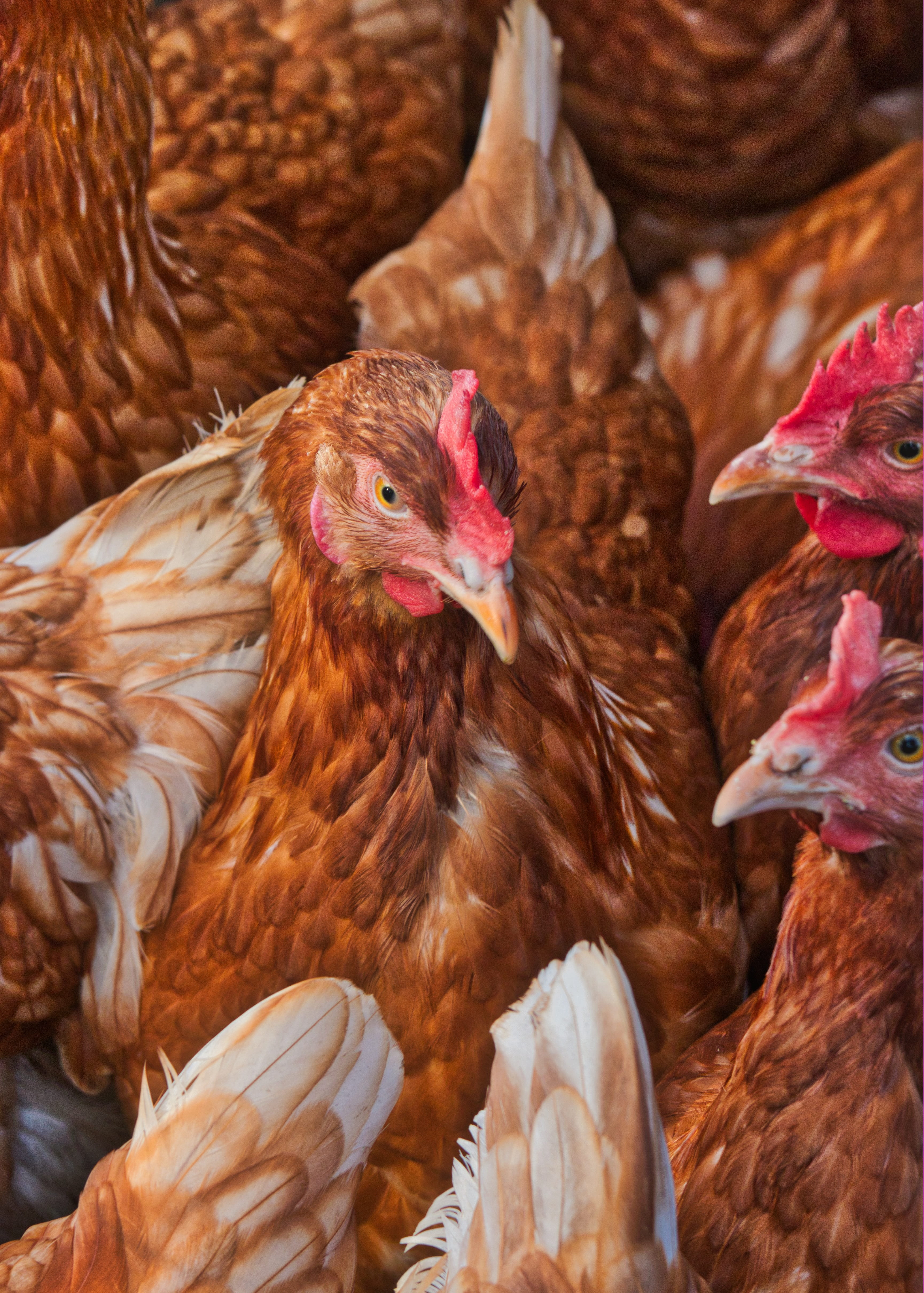 bird, close-up, day, farm, vertebrate, cattle, animal head, domestic, outdoors, animal, egg, running, mammal, livestock, pets, 4K, brown, medium group of animals, Phone HD Wallpaper