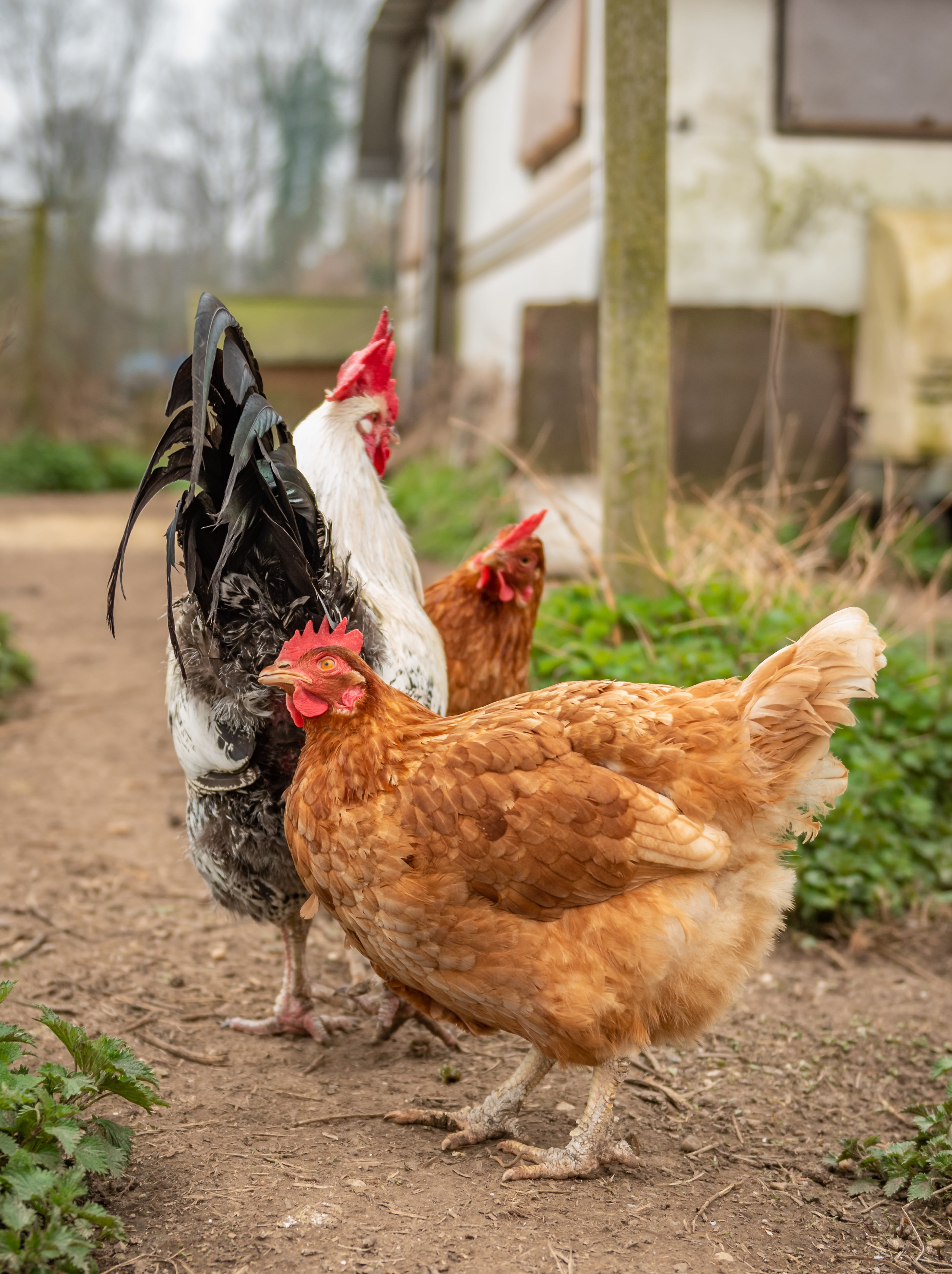 group of animals, art fair, hen, chicken, animal themes, domestic, animal, poultry, rooster, running, farm, bird, field, two animals, focus on foreground, Phone HD Wallpaper