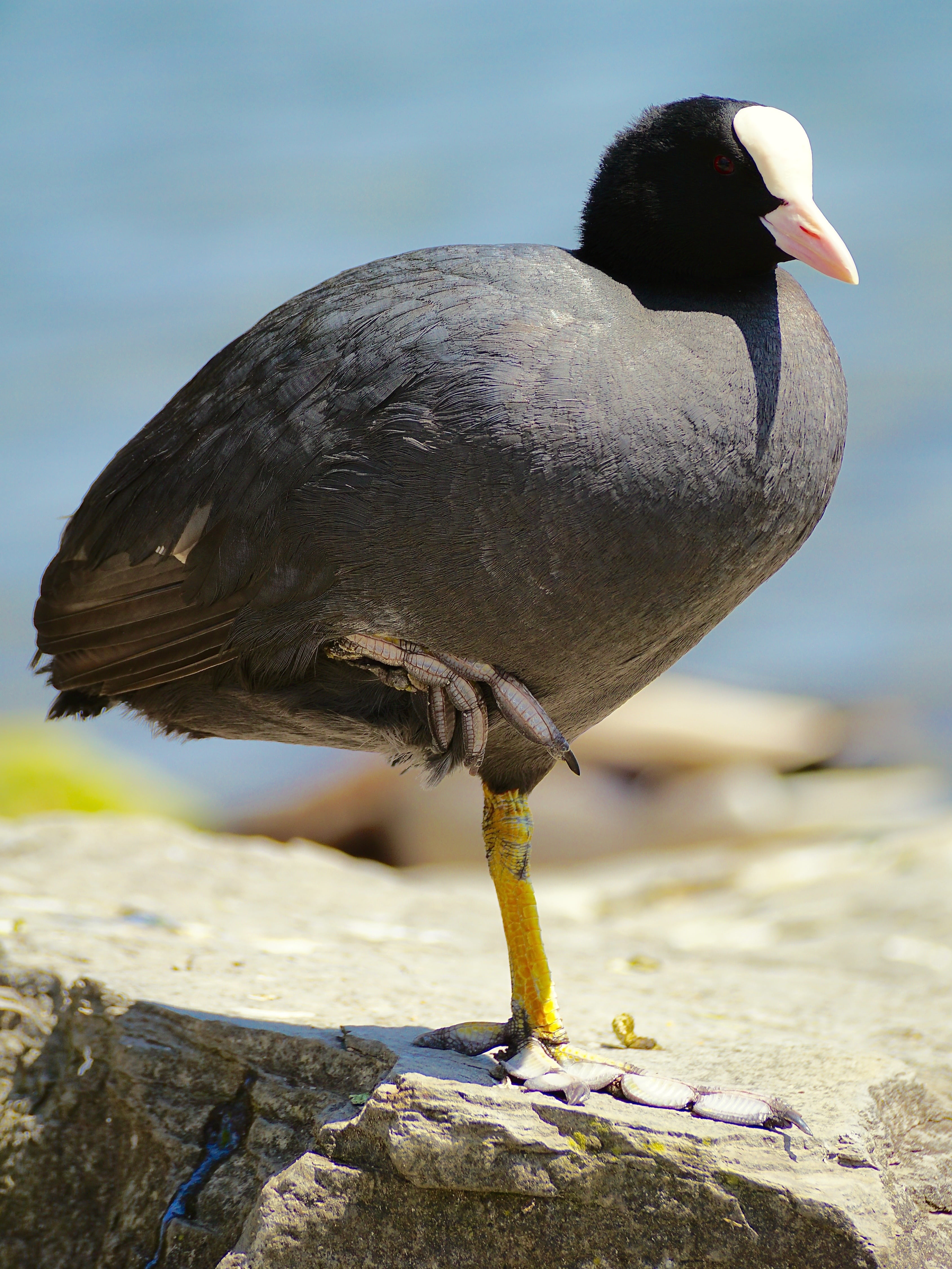 coot, one animal, water bird, sunlight, beach, waterfowl, rest, focus on foreground, close-up, duck bird, waters, animals in the wild, water, animal, wildlife photography, Phone HD Wallpaper