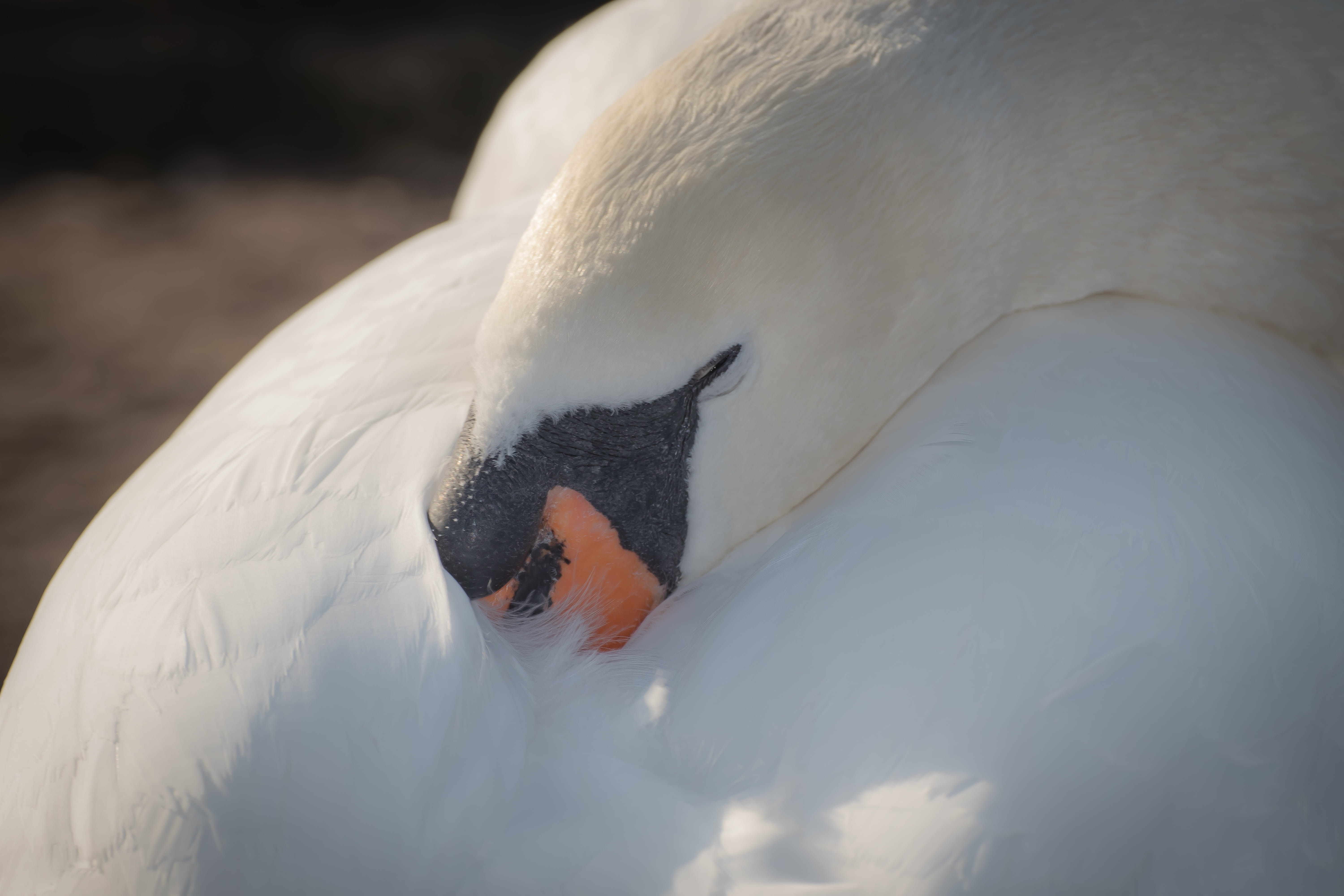 animal, close up, 5K, animal body part, nature, day, animal wildlife, focus on foreground, zoology, bill, beak, animal world, animal eye, animals in the wild, HD Wallpaper