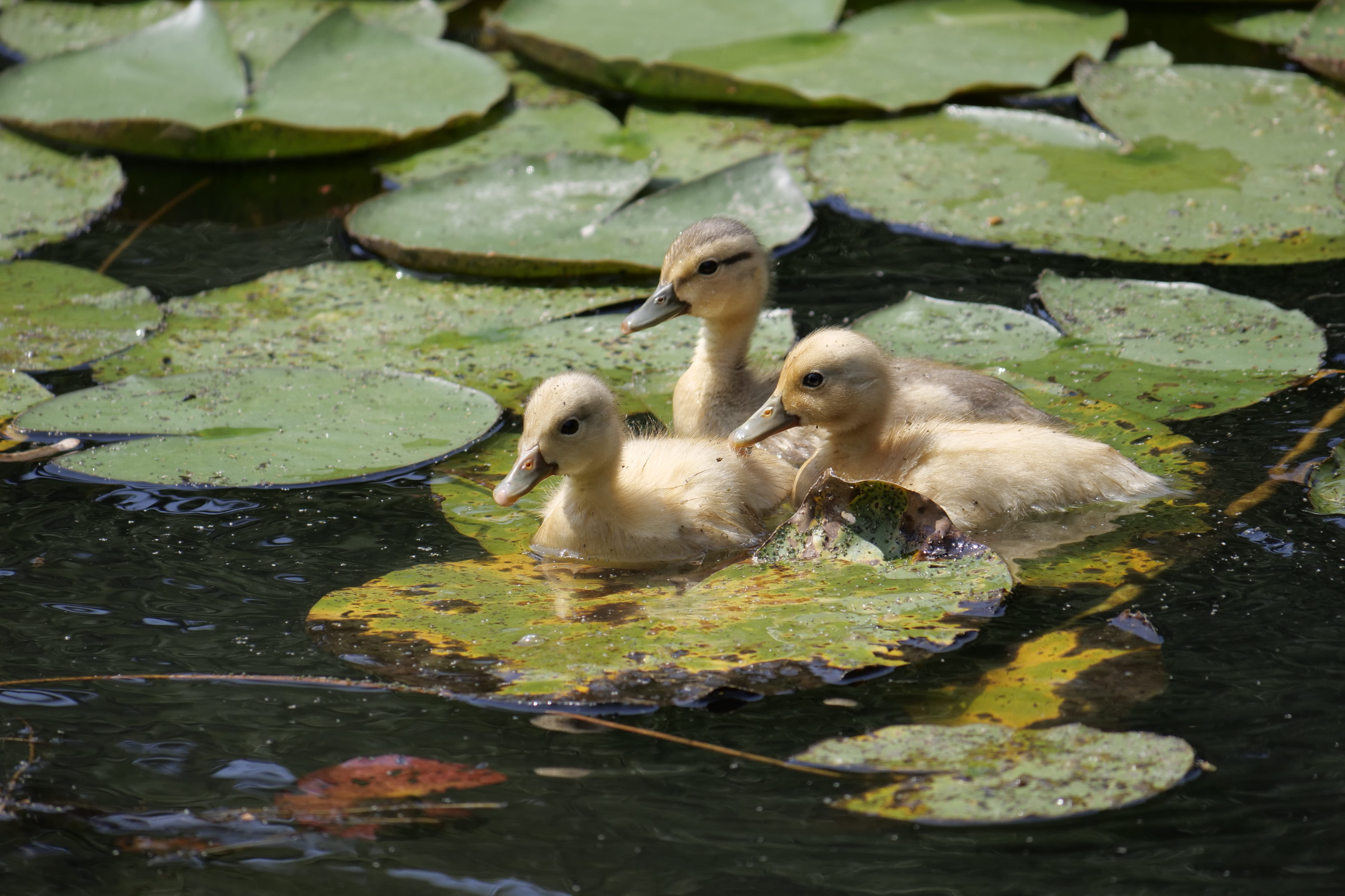 park wörlitz, fluff, animal, outdoors, swimming, leaf, animals in the wild, cute, vertebrate, nature, waters, floating on water, animals, mallard, day, HD Wallpaper