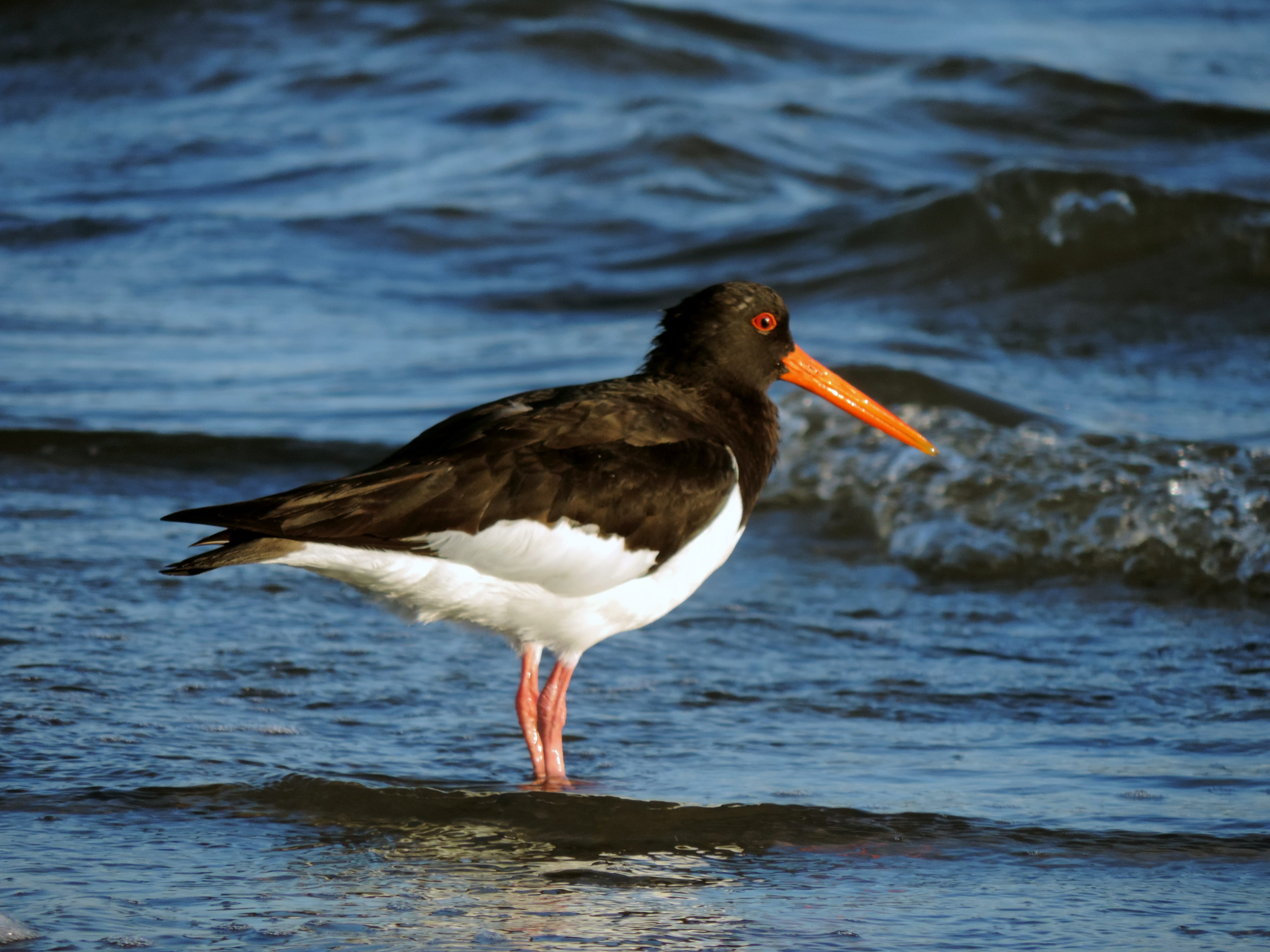 animal wildlife, wave, animal, vertebrate, oystercatcher, animal themes, feather, no people, perching, black and white, 4K, day, creature, water bird, HD Wallpaper