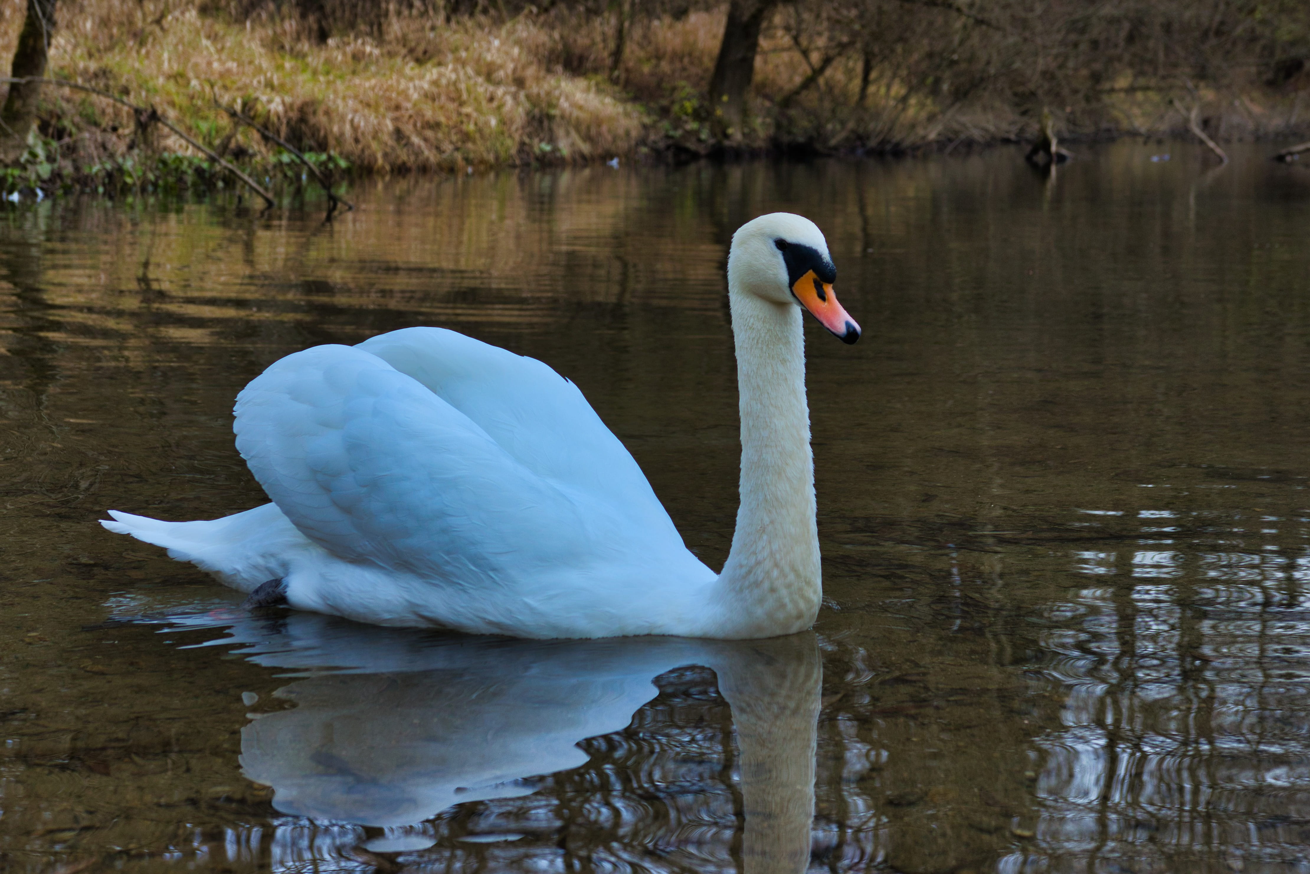 nature, day, swim, creature, animal world, 4K, zoology, waterfront, pride, animals in the wild, one animal, bird, animal themes, schwimmvogel, swan, animal, HD Wallpaper