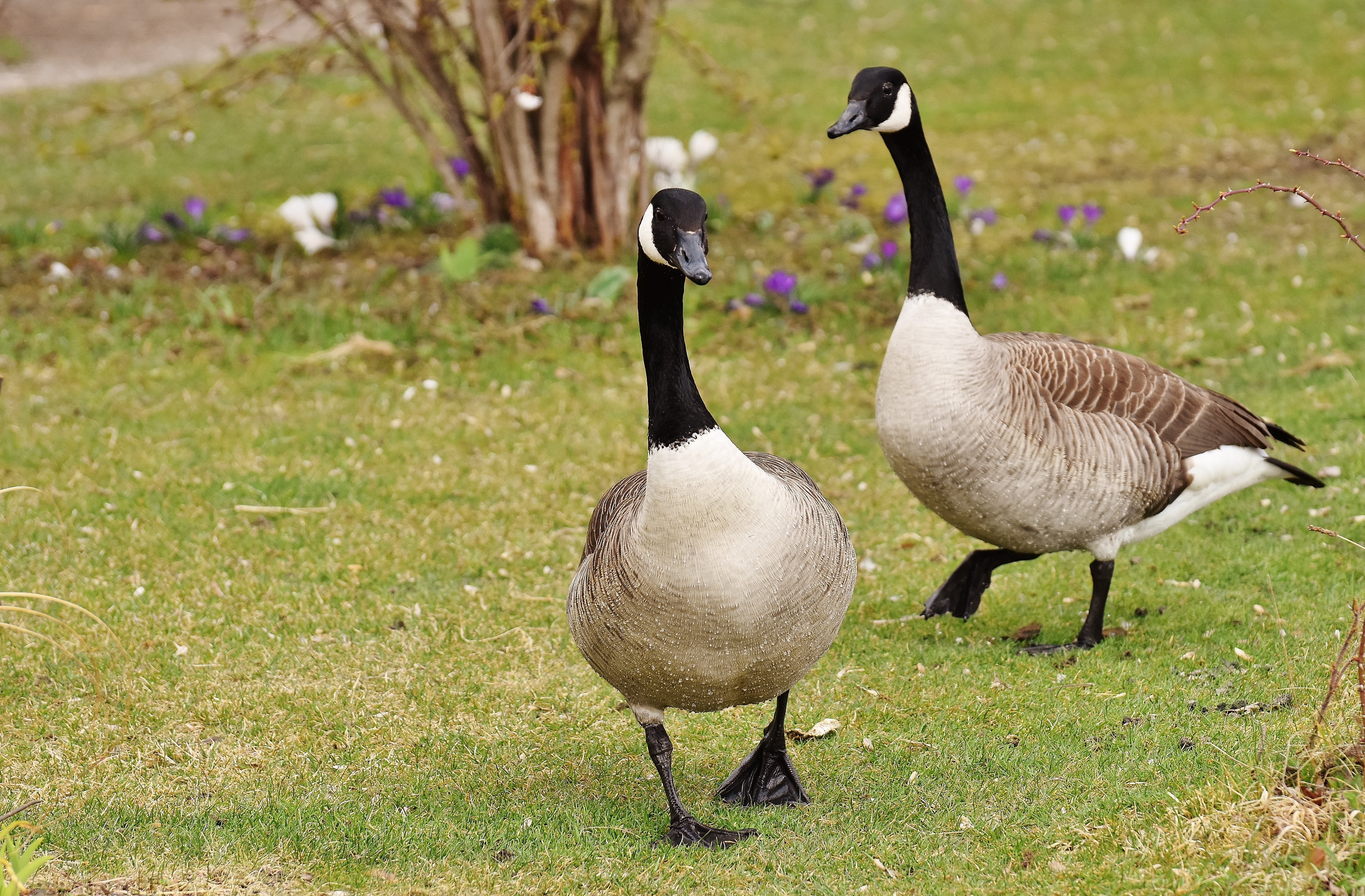 nature, day, couple, geese, field, green, plant, gosling, goose, animal wildlife, schwimmvogel, animals in the wild, grass, group of animals, pair, animal themes, HD Wallpaper