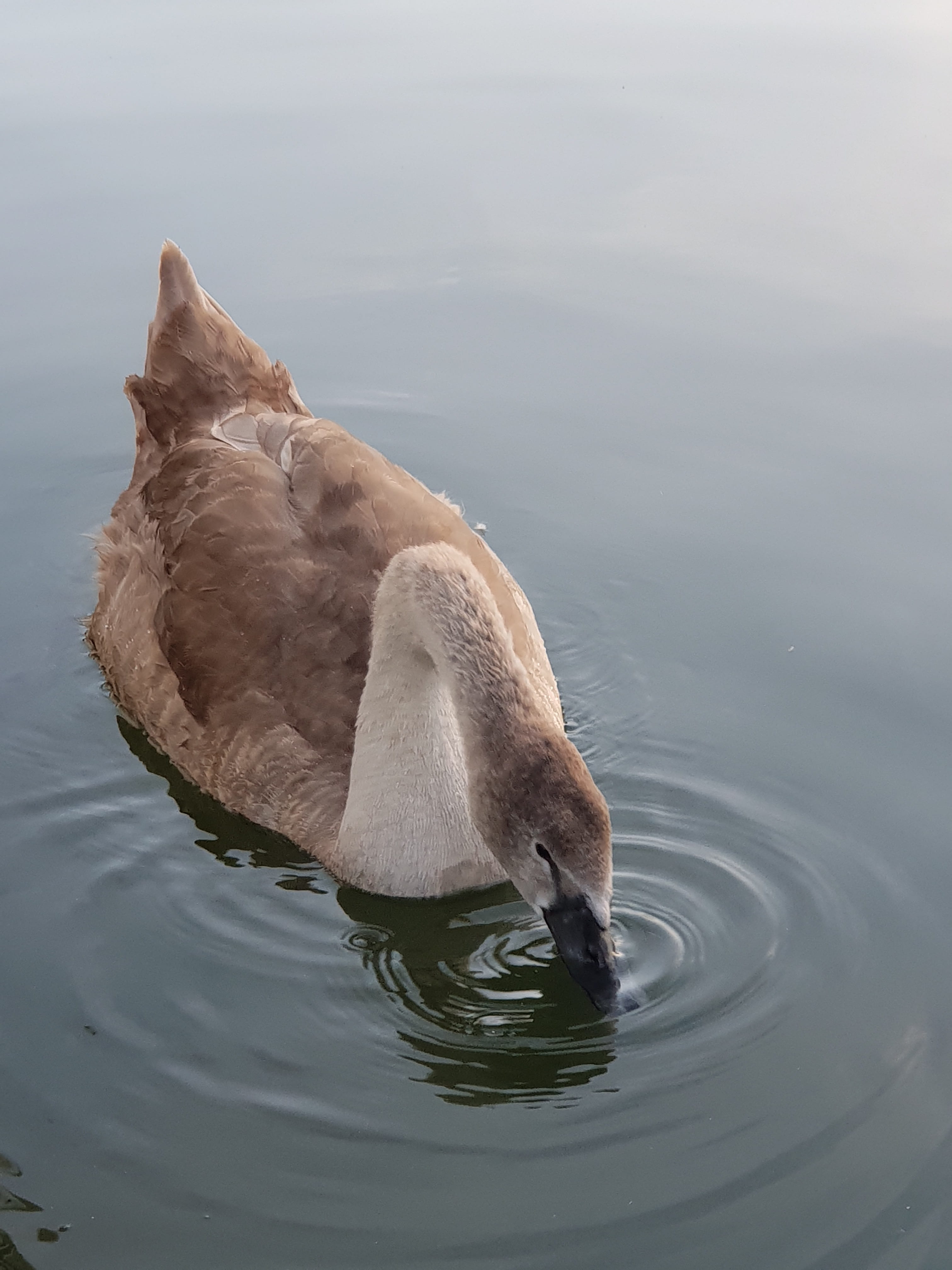 schwimmvogel, animal, birds, swans, domestic, swimming, poultry, bird children, water bird, young swans, animal children, reflection, animal world, young animals, Phone HD Wallpaper