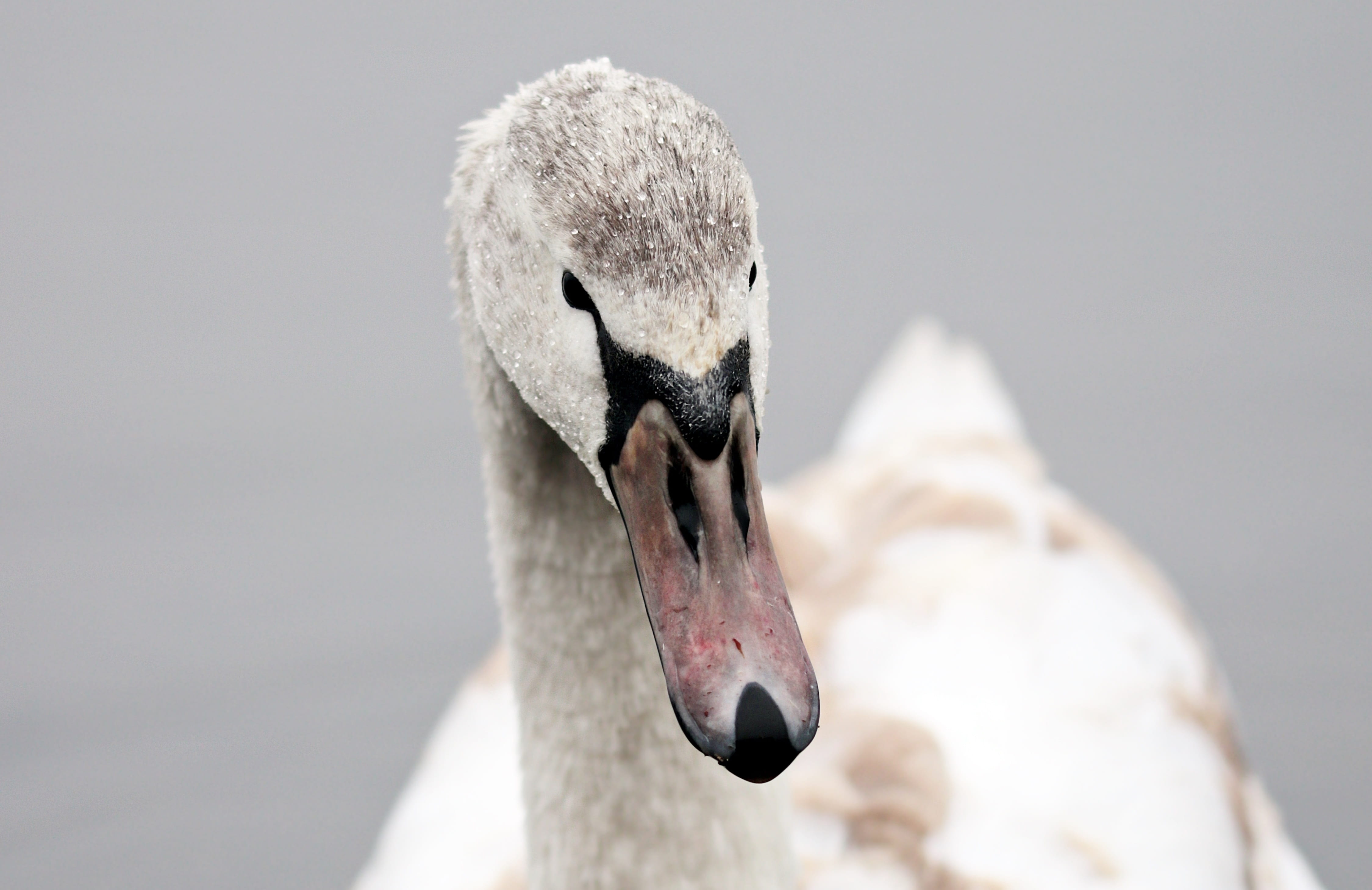 close-up, animal wildlife, portrait, schwimmvogel, swan, gray, vertebrate, water bird, cygnet, fauna, focus on foreground, no people, winter, zoology, wild animal, HD Wallpaper
