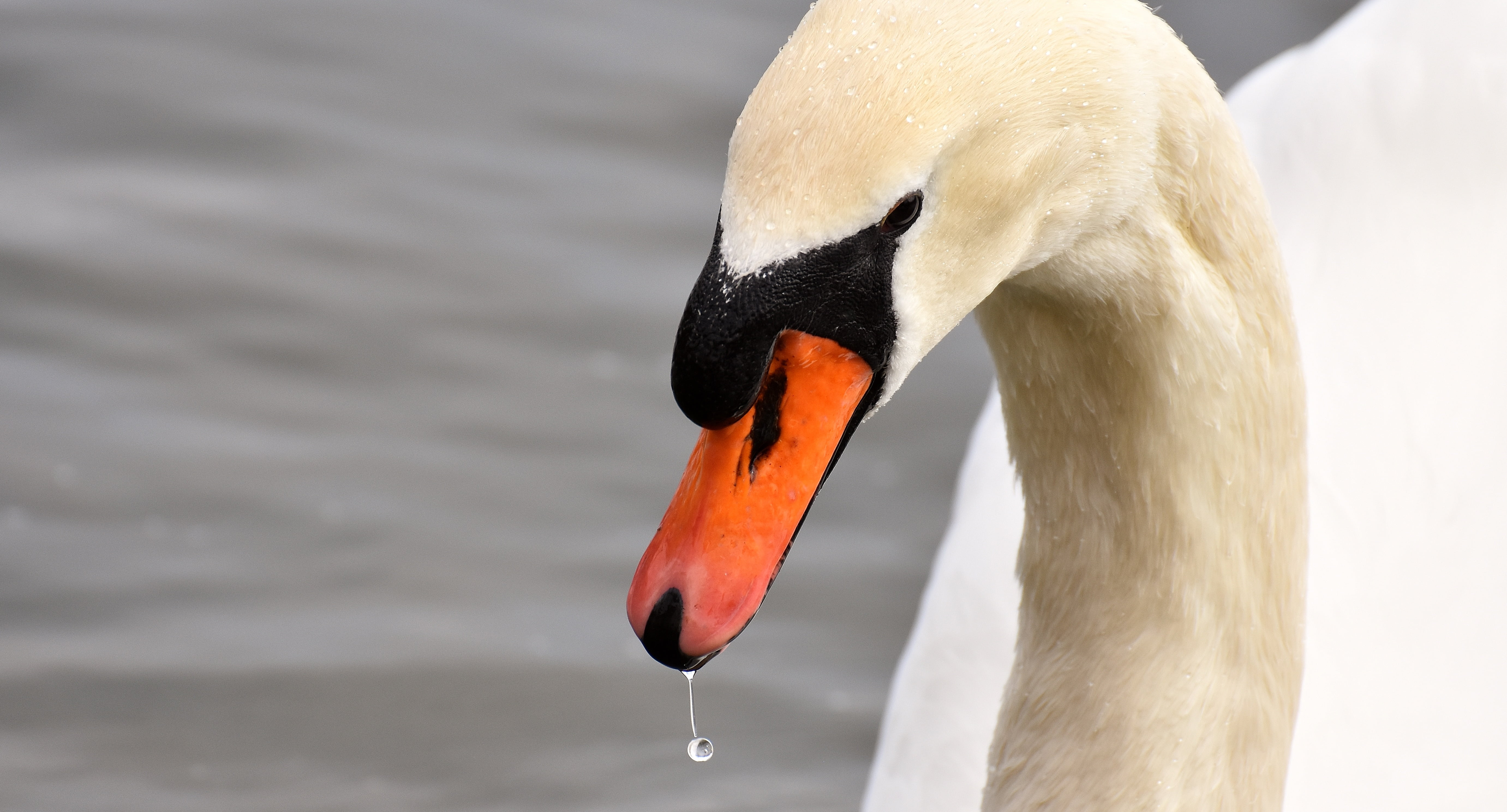 one animal, 5K, schwimmvogel, swan, outdoors, animals in the wild, animal world, water, mute swan, nature, close-up, vertebrate, animal, no people, body, HD Wallpaper
