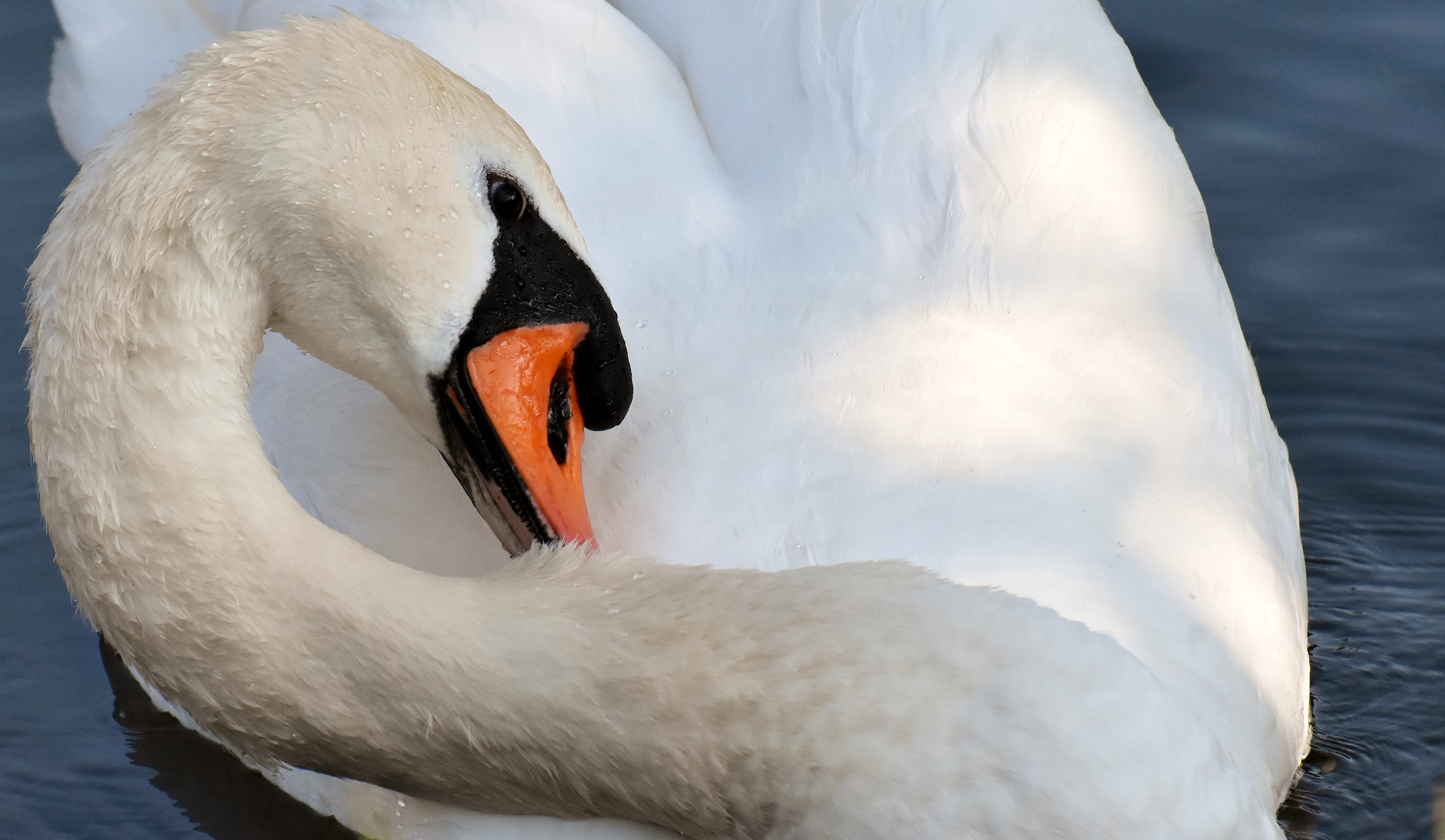 bird, beak, feather, floating on water, animal world, animal themes, calm, animal neck, schwimmvogel, no people, animal wildlife, freshwater bird, white swan, HD Wallpaper