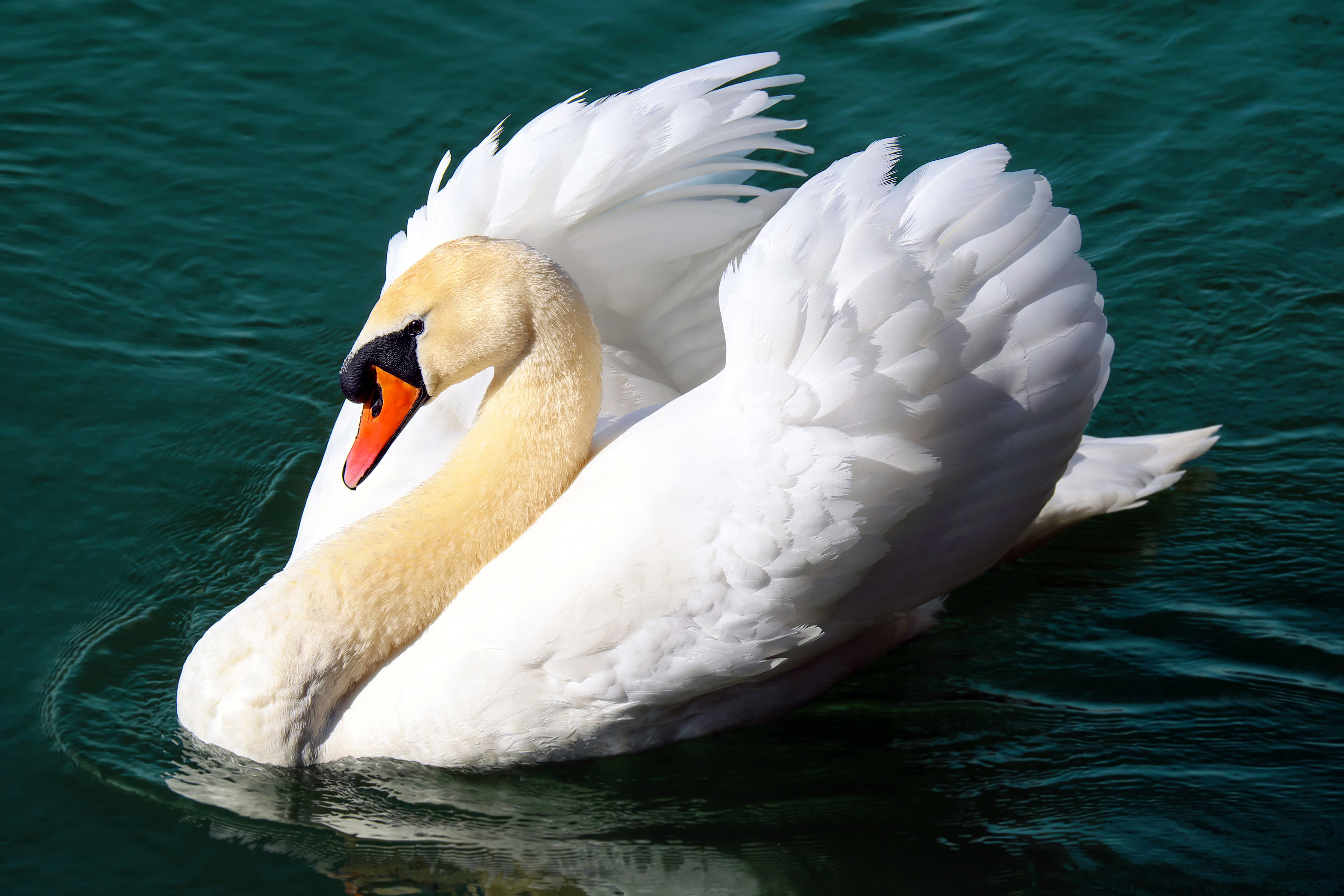 plumage, schwimmvogel, animal, beak, vertebrate, animal world, white, freshwater bird, one animal, nature, 4K, bird, animal wildlife, white color, no people, HD Wallpaper