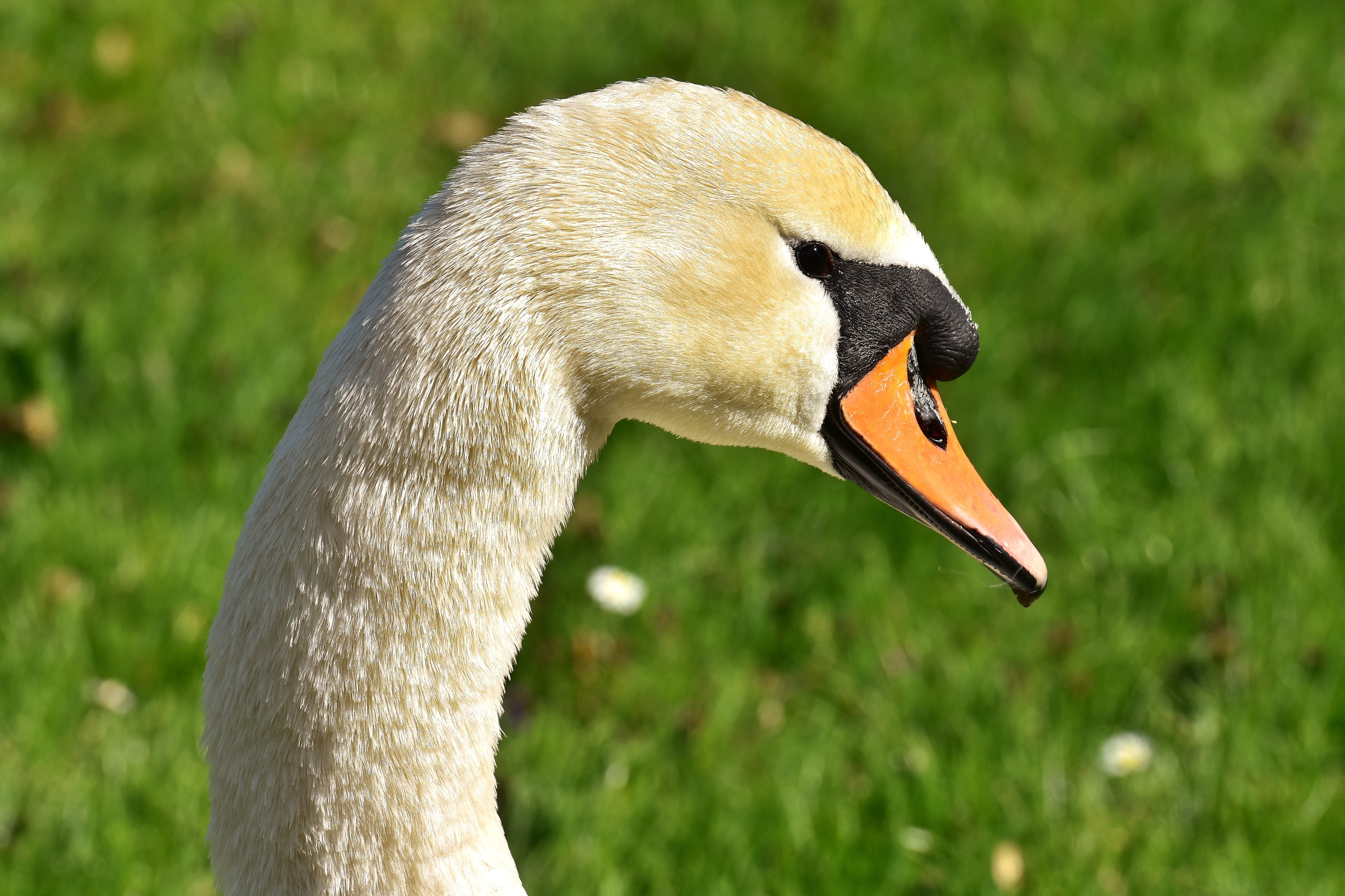 outdoors, animal, 5K, one animal, side view, portrait, animal head, grass, schwimmvogel, animal neck, nature, young animal, plumage, beak, vertebrate, HD Wallpaper