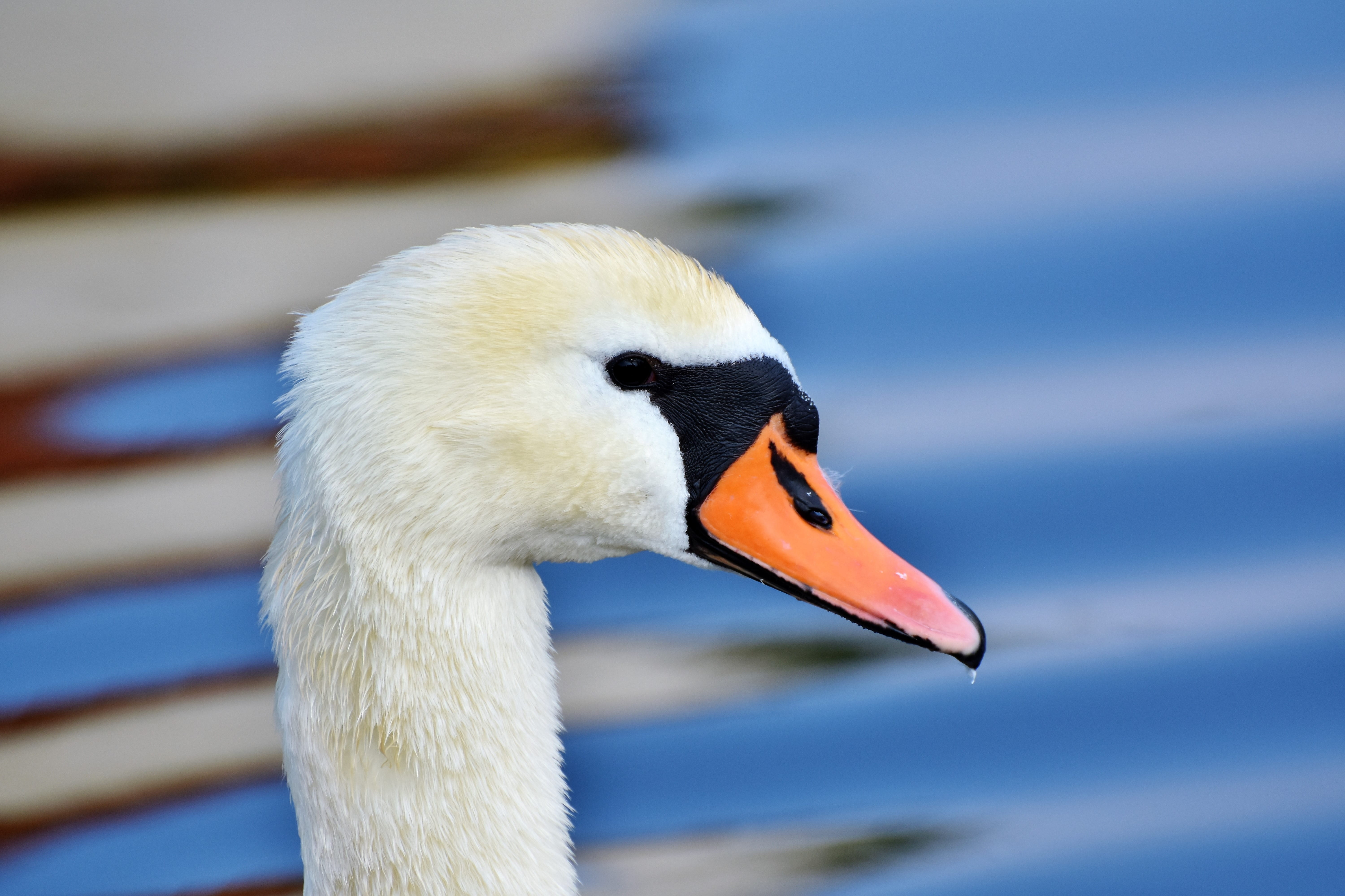 animal eye, close, no people, focus on foreground, pride, animal wildlife, bird, pond, white, goose, animals in the wild, lake, waters, animal body part, HD Wallpaper