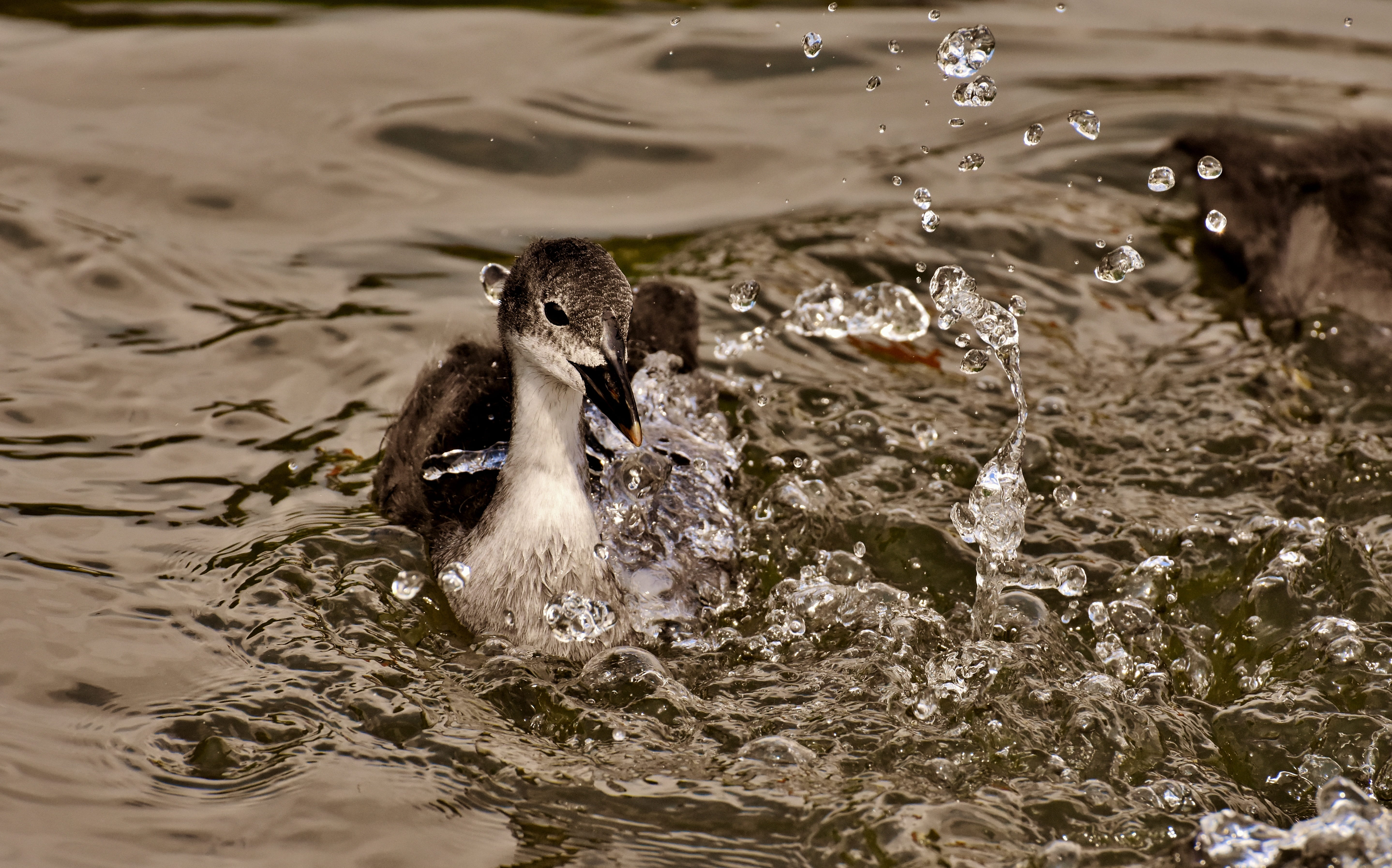 paddling, no people, swimmer, plumage, waterfront, motion, waters, coot, waterfowl, vertebrate, swim, young, flapping, 5K, rippled, splashing, feather, HD Wallpaper