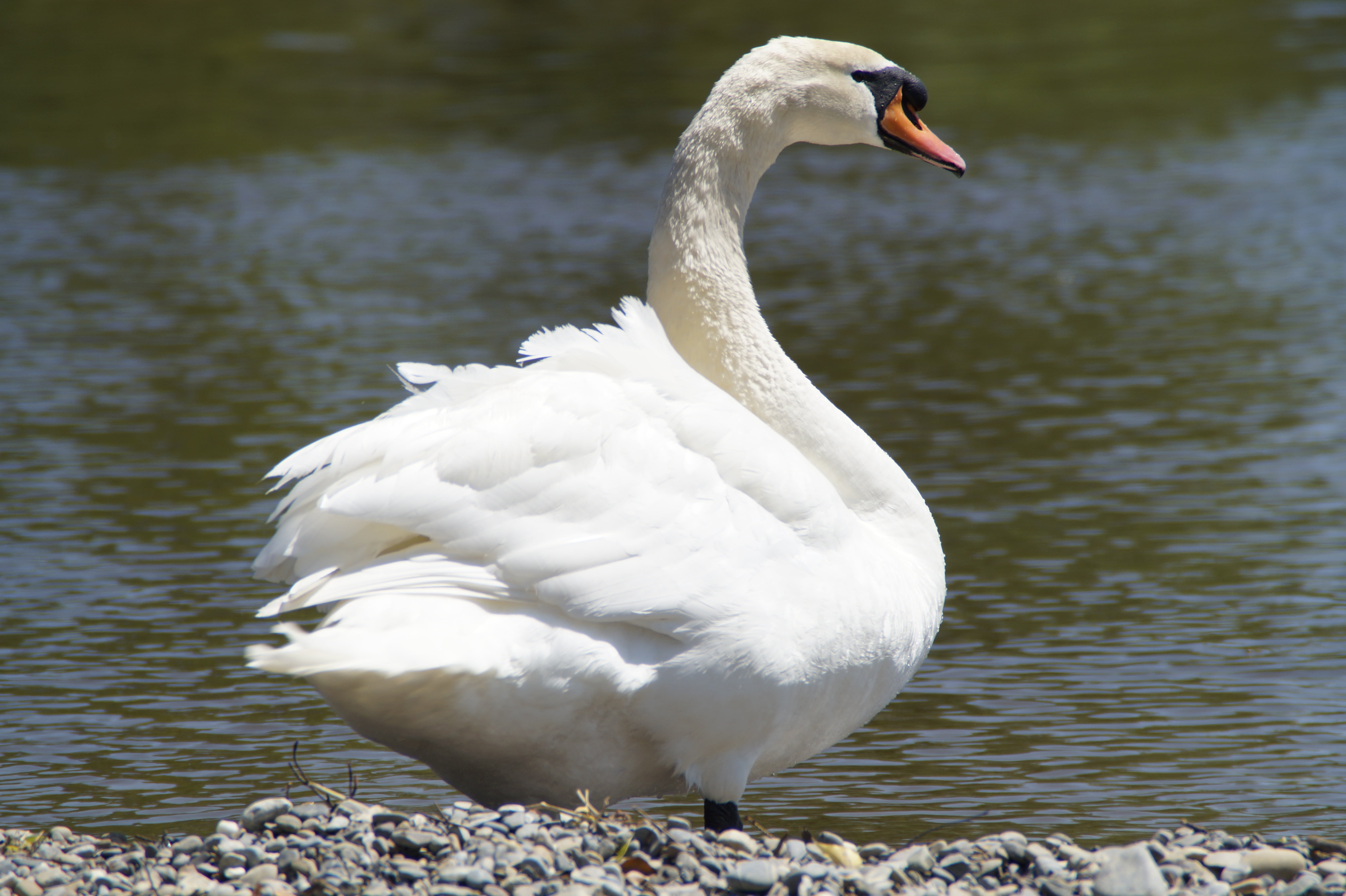 flapping, day, animals in the wild, animal wildlife, schwimmvogel, elegant, vertebrate, water bird, nature, water, white, no people, animal, bank, zoology, HD Wallpaper