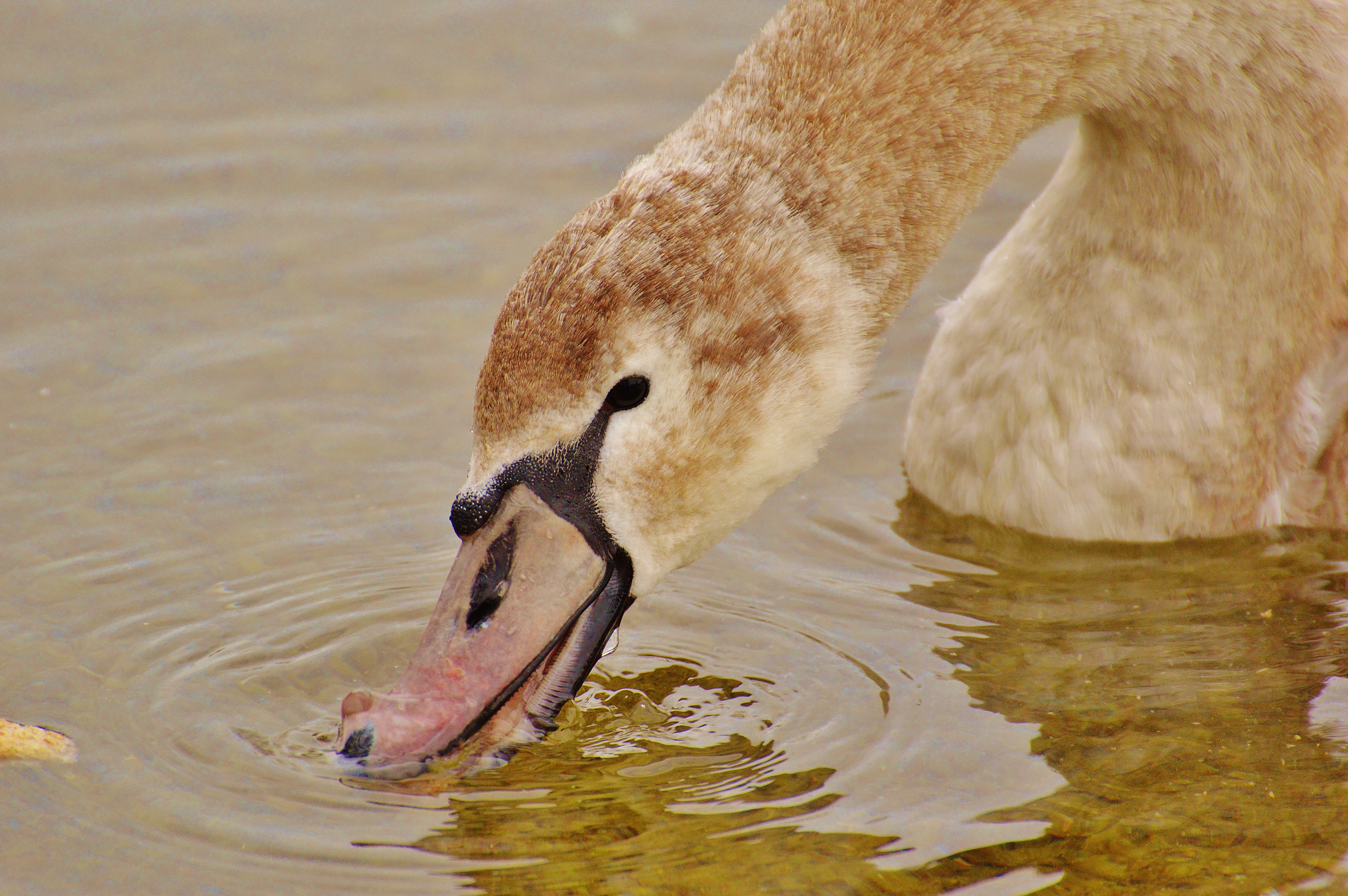 animal wildlife, no people, 5K, animal world, animal neck, animal body part, lake, pride, rippled, water bird, day, animal themes, bird, nature, swans, HD Wallpaper