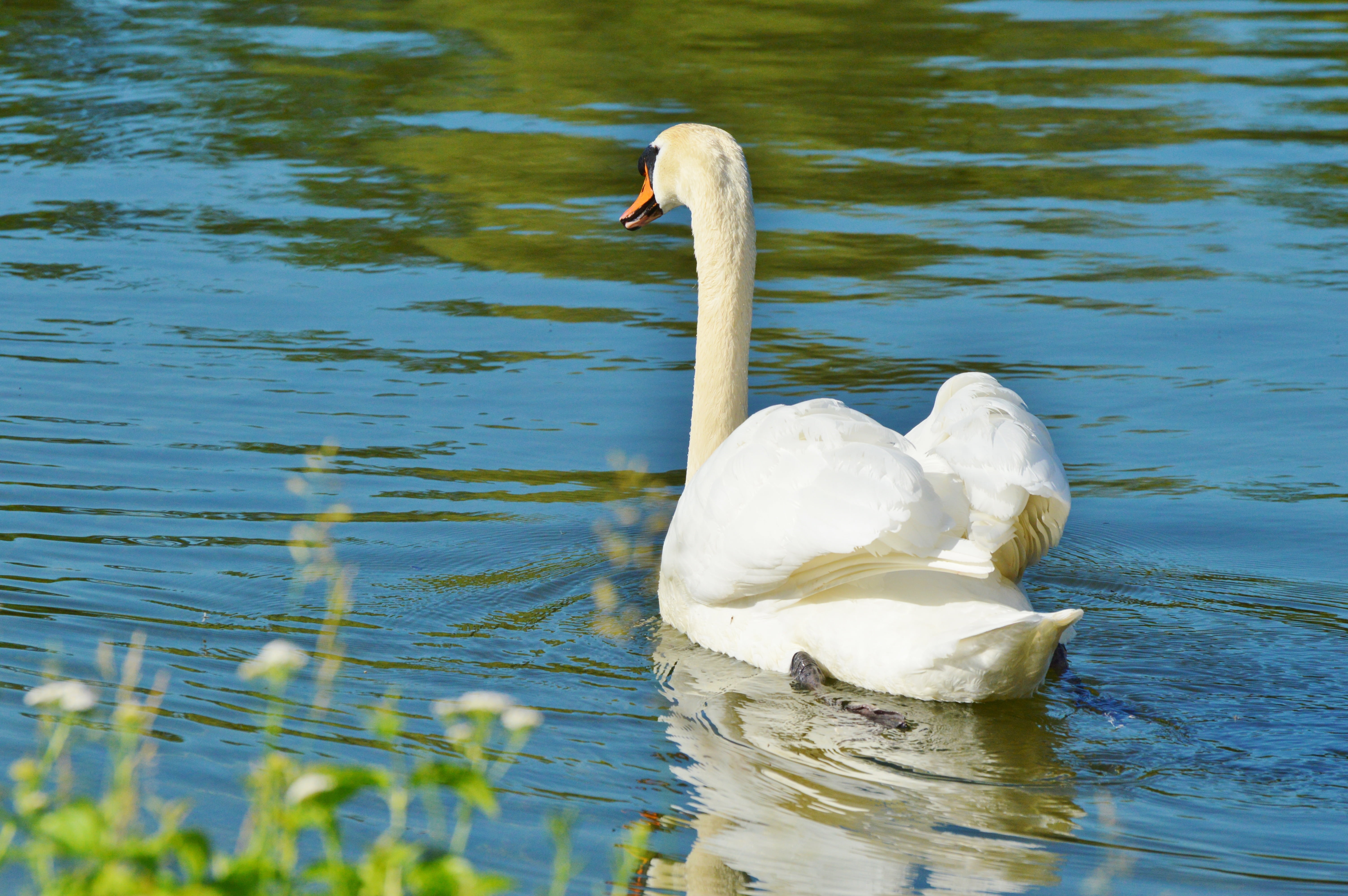 animal, nature, bird, freshwater bird, no people, swan, water, animal wildlife, zoology, vertebrate, cygnet, schwimmvogel, waterfront, white color, one animal, HD Wallpaper