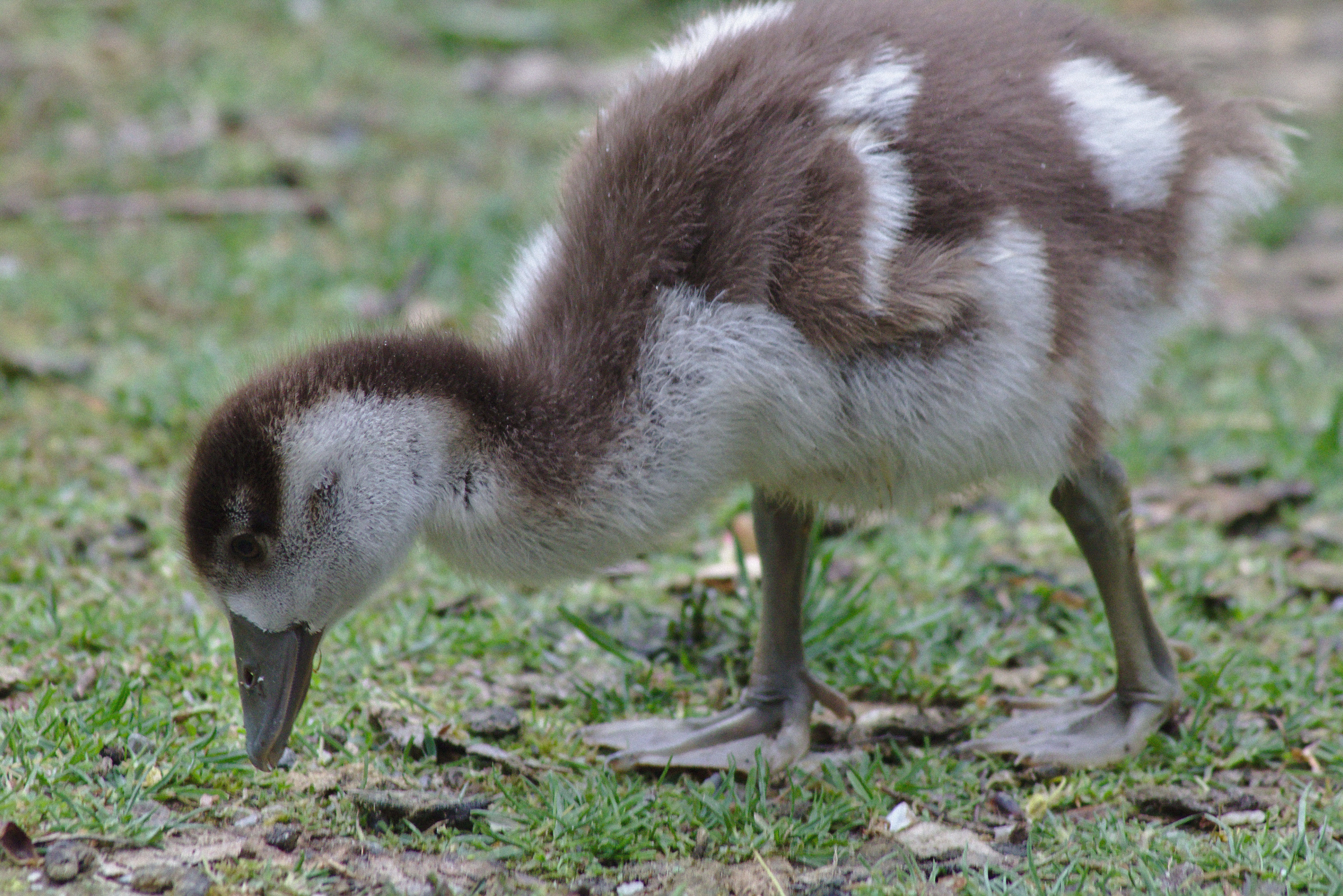 grass, creature, gosling, animal world, meadow, animal, bird, focus on foreground, outdoors, field, land, neck, full length, poultry, young animal, animals in the wild, HD Wallpaper