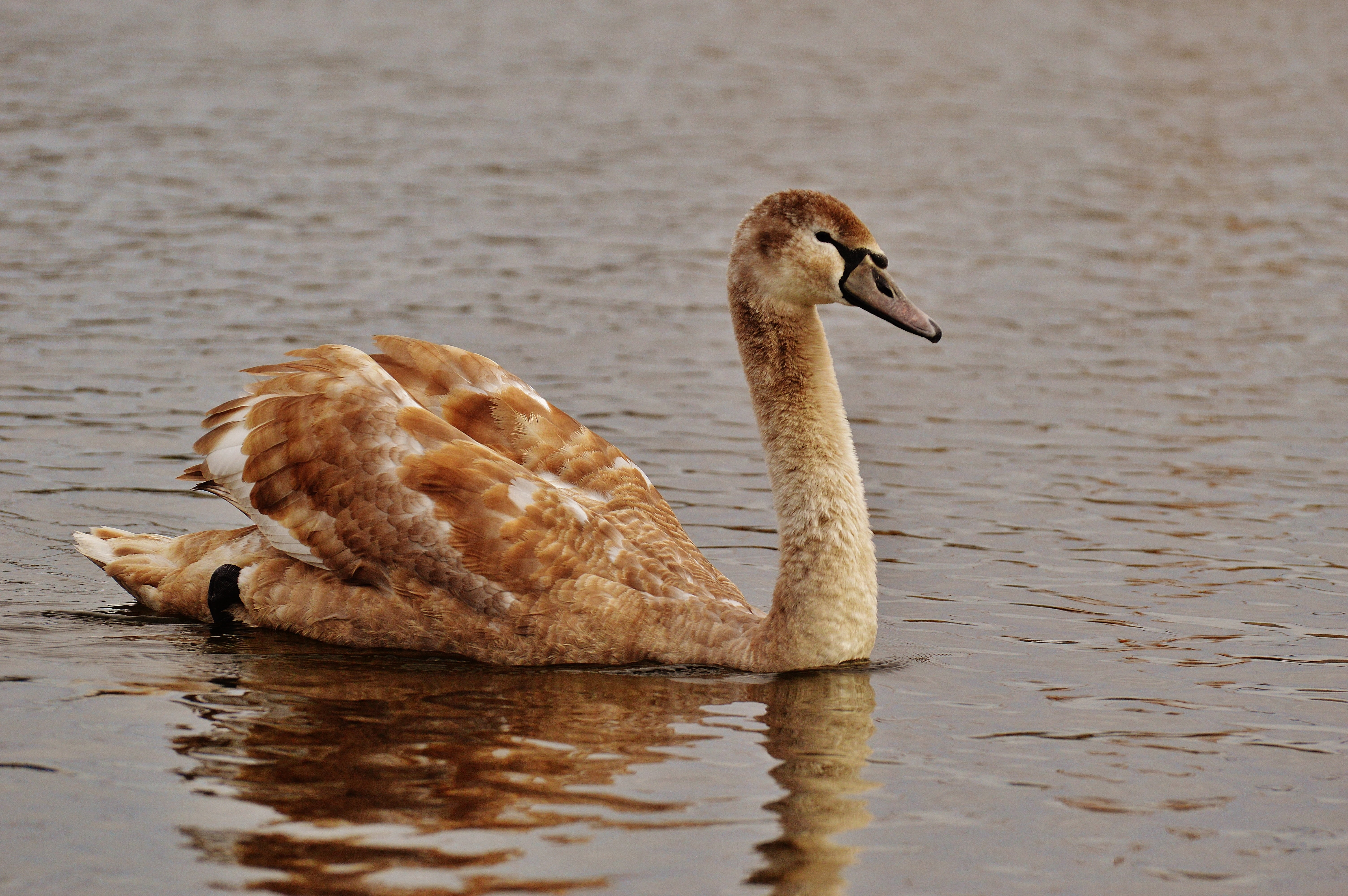 waterfowl, day, swan, vertebrate, lake, 5K, swimming, animal, reflection, animal themes, waterfront, animal world, gosling, waters, nature, schwimmvogel, HD Wallpaper