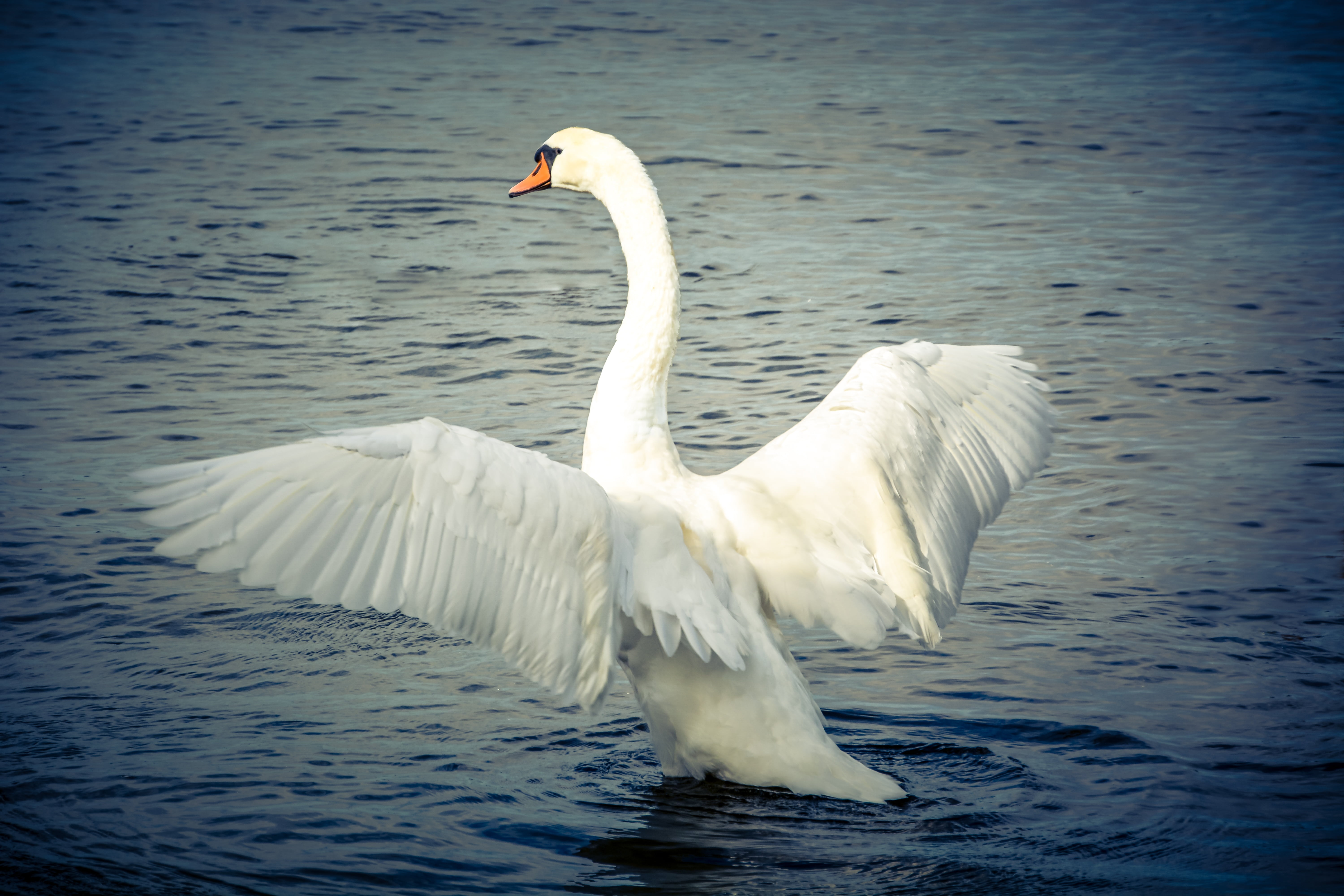 lake, one animal, white bird, photo, mute swan, flapping, white color, water bird, animals in the wild, beauty in nature, wildlife, wing, zoology, daytime, HD Wallpaper