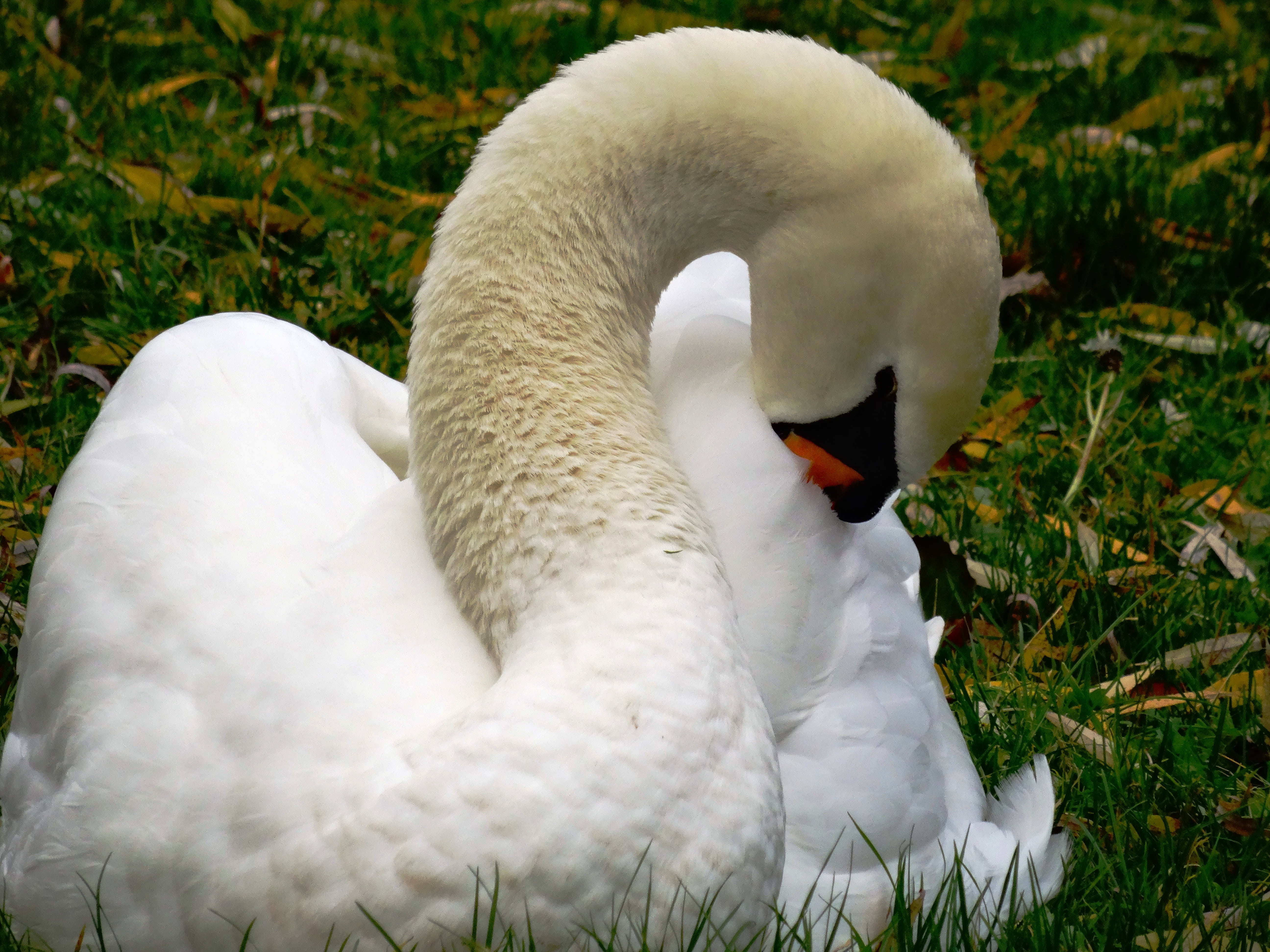 5K, grass, animal wildlife, bird, animal body part, close-up, nature, beak, white color, white, animal world, animal neck, pride, water bird, swan, animal, HD Wallpaper