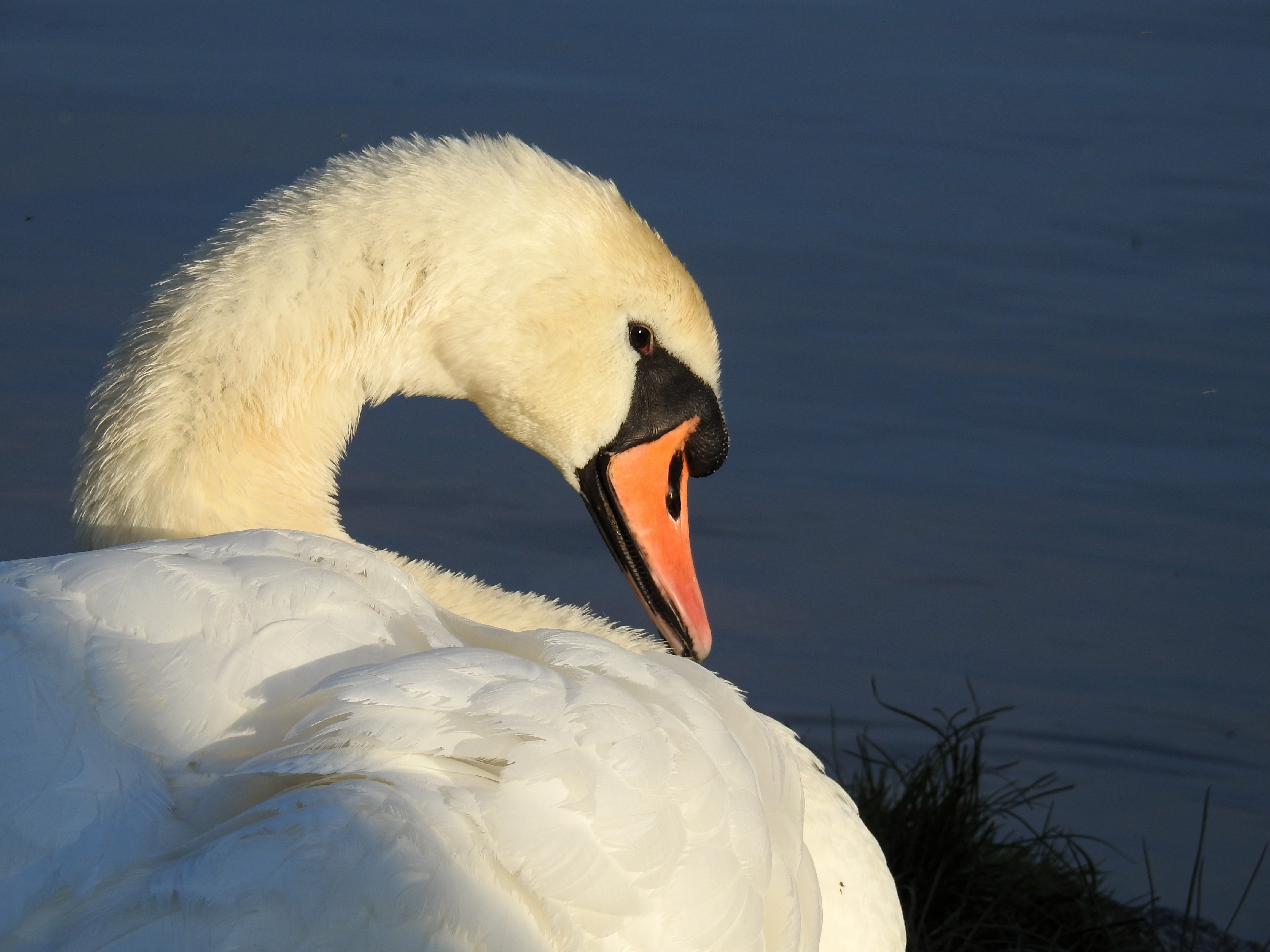 pride, bird water bird, swan, nature, animal wildlife, outdoors, animal themes, bird, animal, white color, animal head, water bird, close-up, day, water, HD Wallpaper