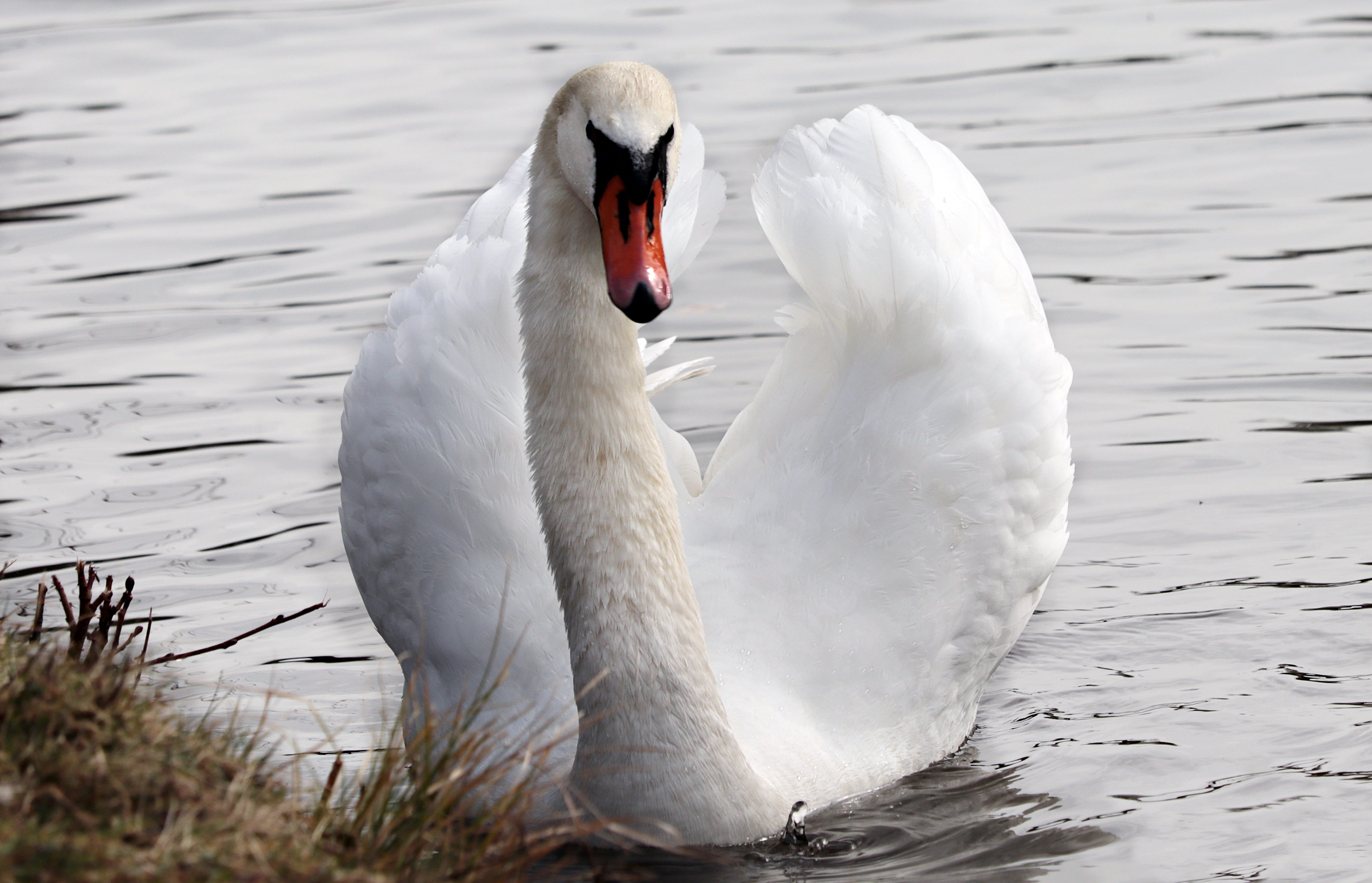 animal, swan, schwimmvogel, animal world, no people, animal neck, vertebrate, day, zoology, fauna, elegant, close-up, noble, pride, lake, waters, swimming, HD Wallpaper
