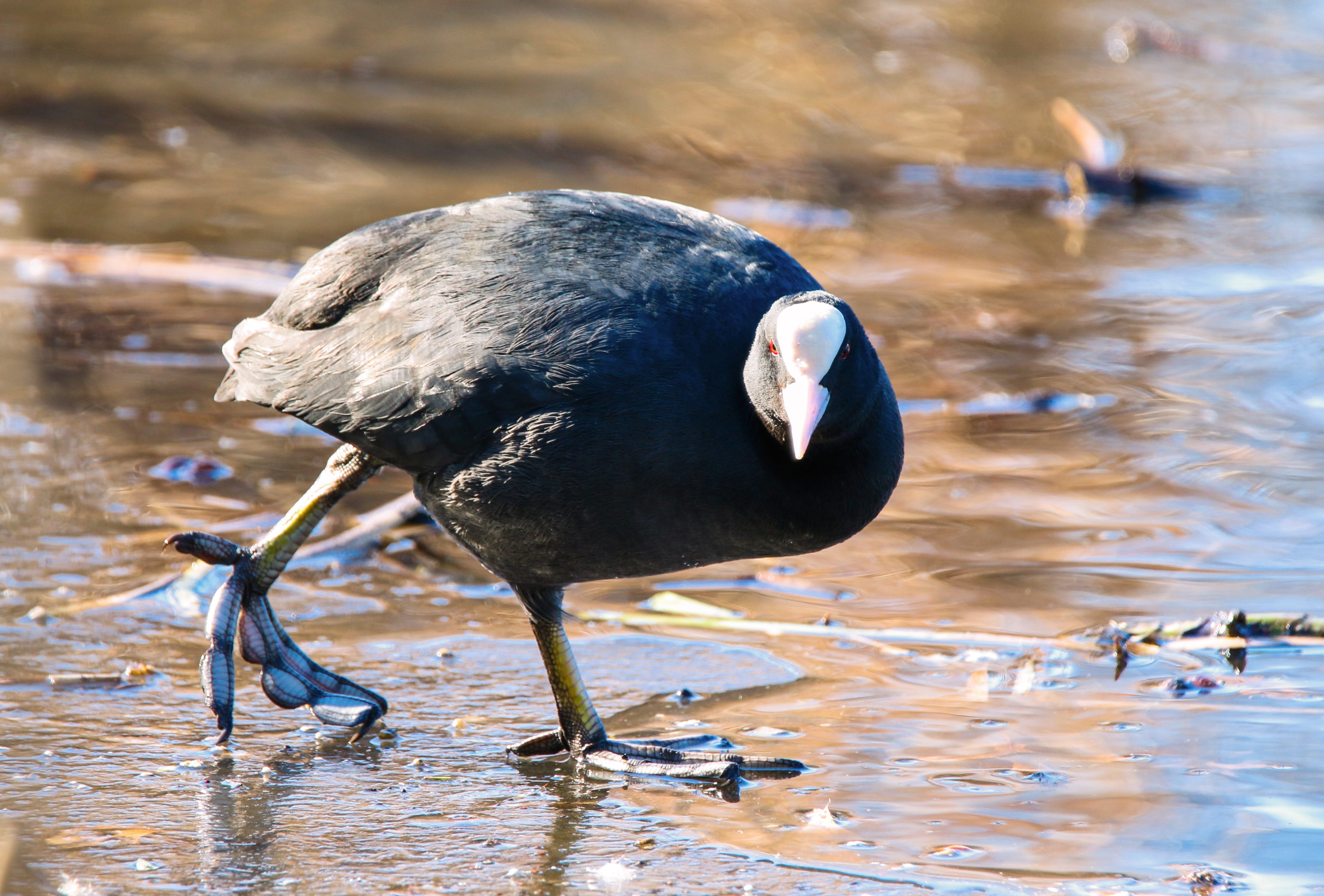 water, water bird, beach, focus on foreground, lake, animal, coot, animal world, nature, close-up, reflection, beak, animal themes, no people, schwimmvogel, HD Wallpaper