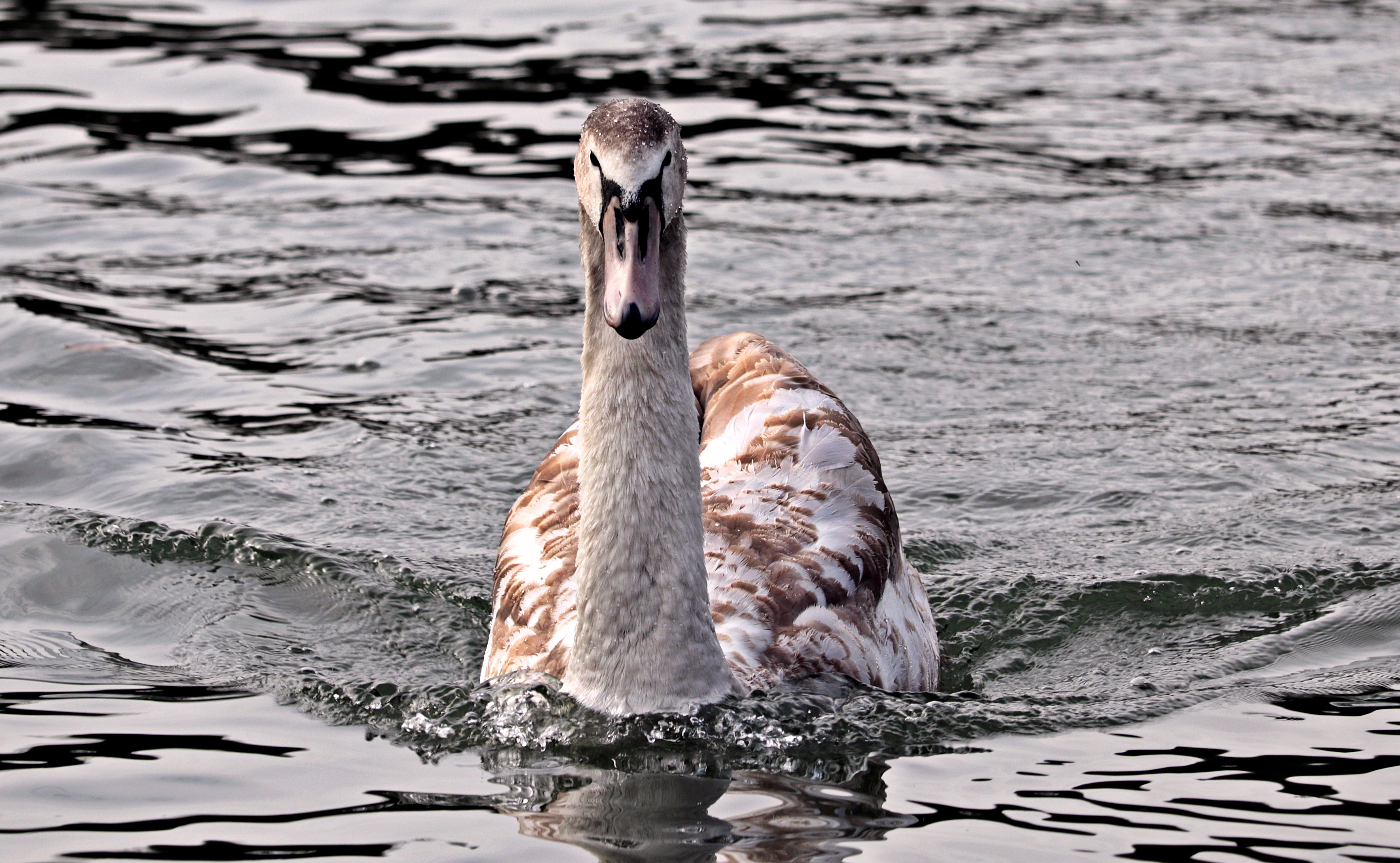 water bird, no people, animal world, schwimmvogel, young animal, animal, waters, vertebrate, young swan, plumage, animals in the wild, waterfront, flapping, HD Wallpaper