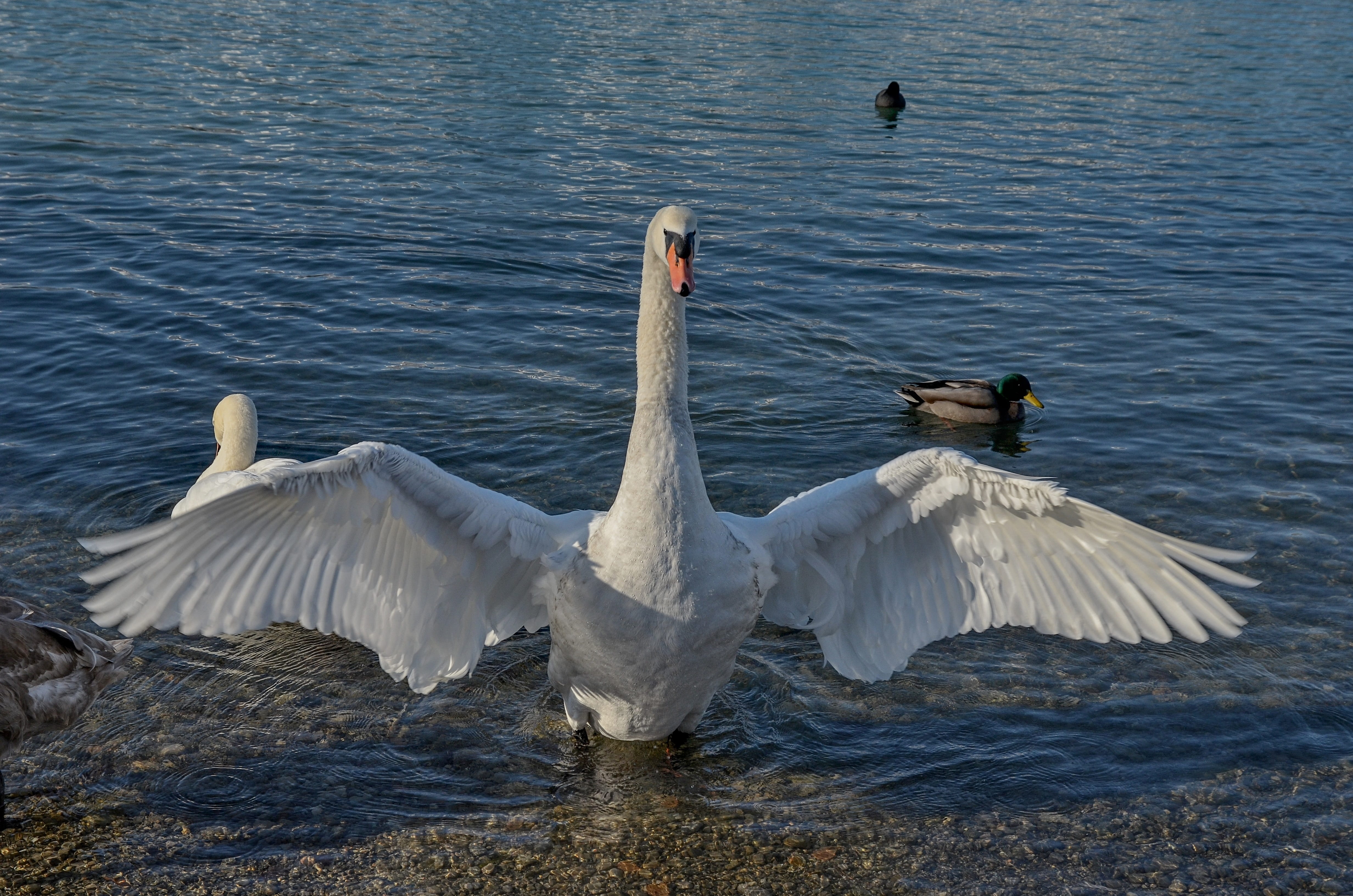 group of animals, two animals, animals in the wild, swan, flying, outdoors, no people, animal themes, water, schwimmvogel, feather, animal, flapping, mute swan, HD Wallpaper