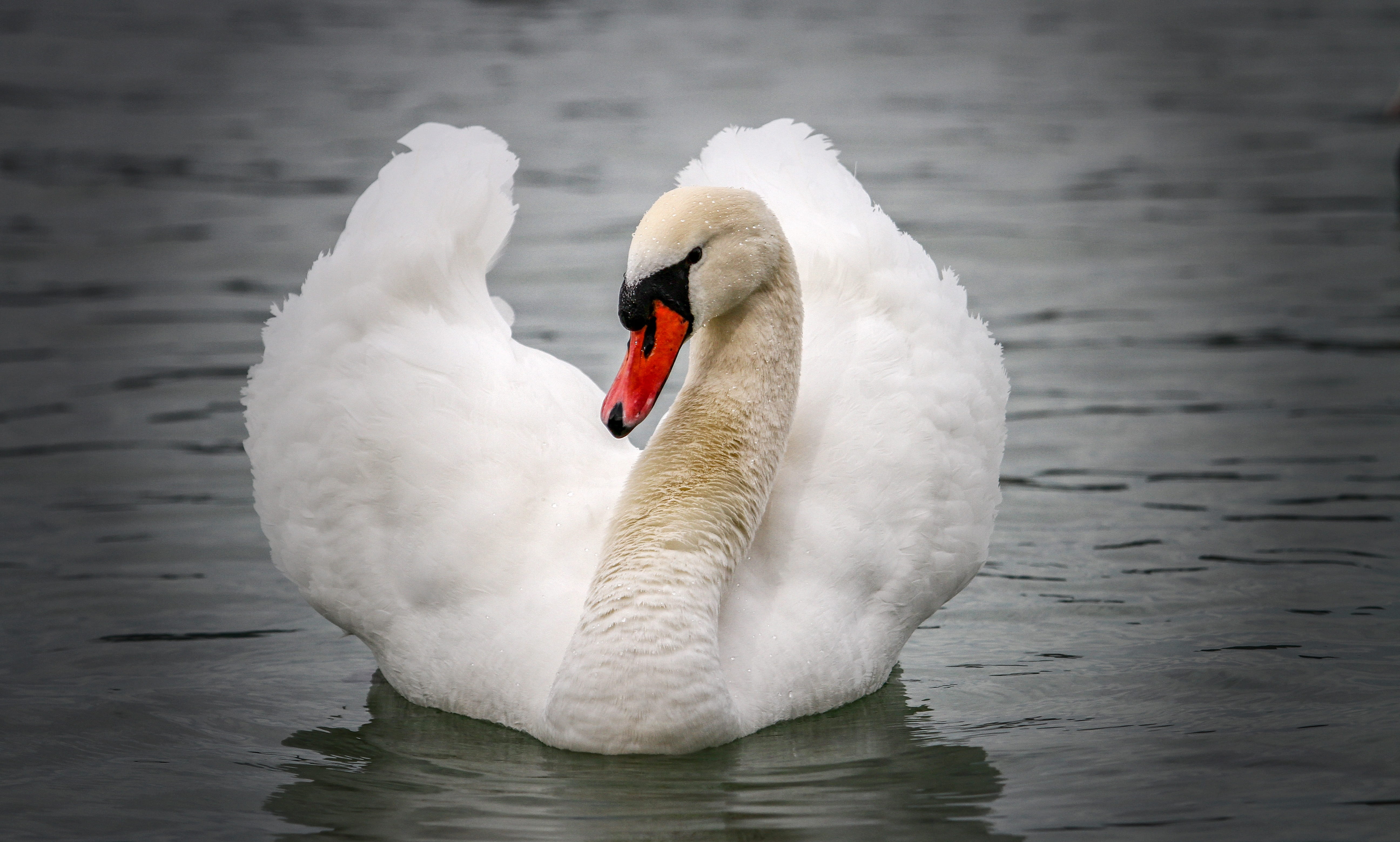 animal themes, water bird, schwimmvogel, white, 5K, nature, animal neck, one animal, animals in the wild, swan, zoology, plumage, vertebrate, white color, HD Wallpaper