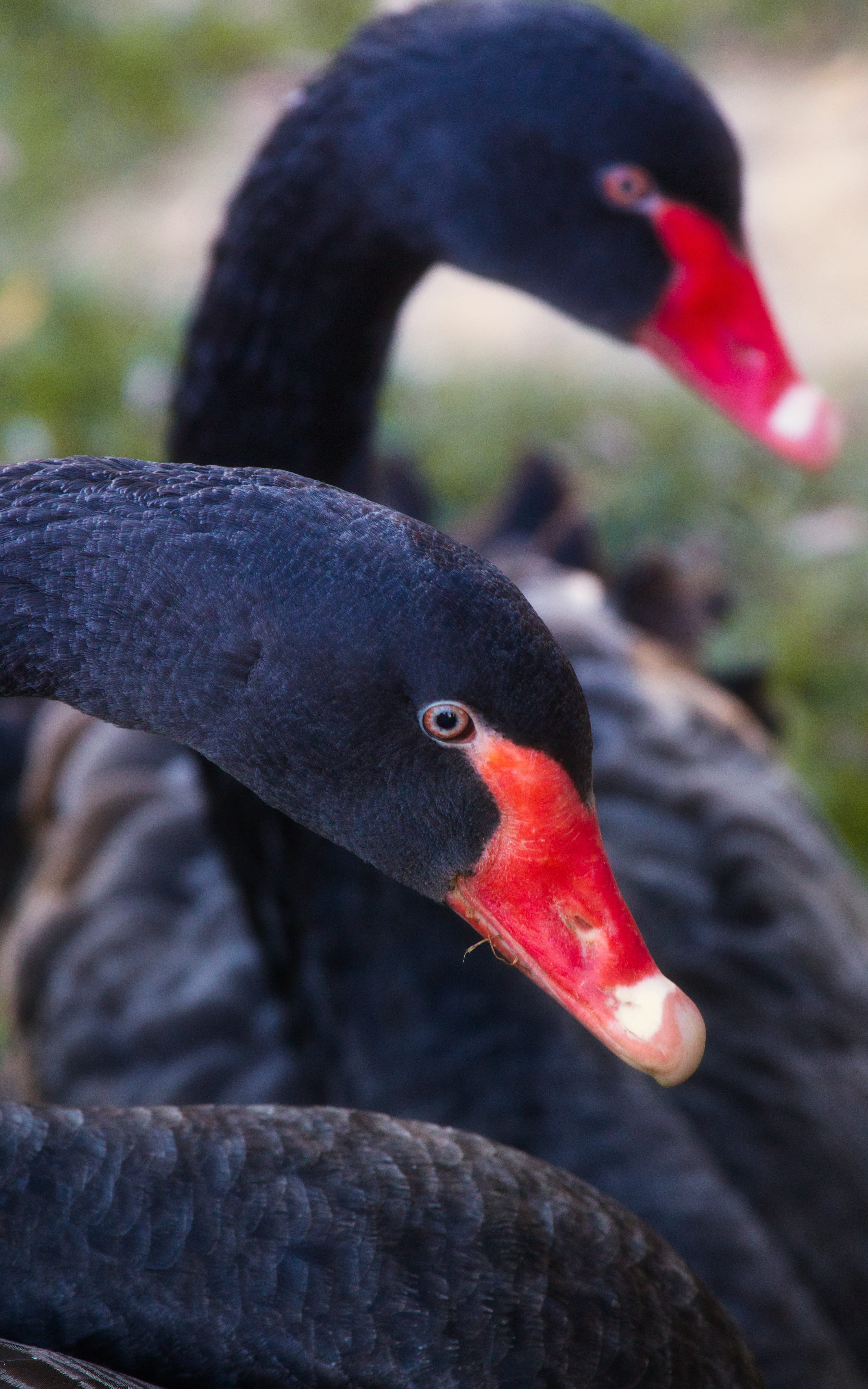 nature, animal, close-up, animal wildlife, bird, beak, swan, water bird, day, animal body part, animal head, elegant, black, head, animal themes, red, black color, Phone HD Wallpaper