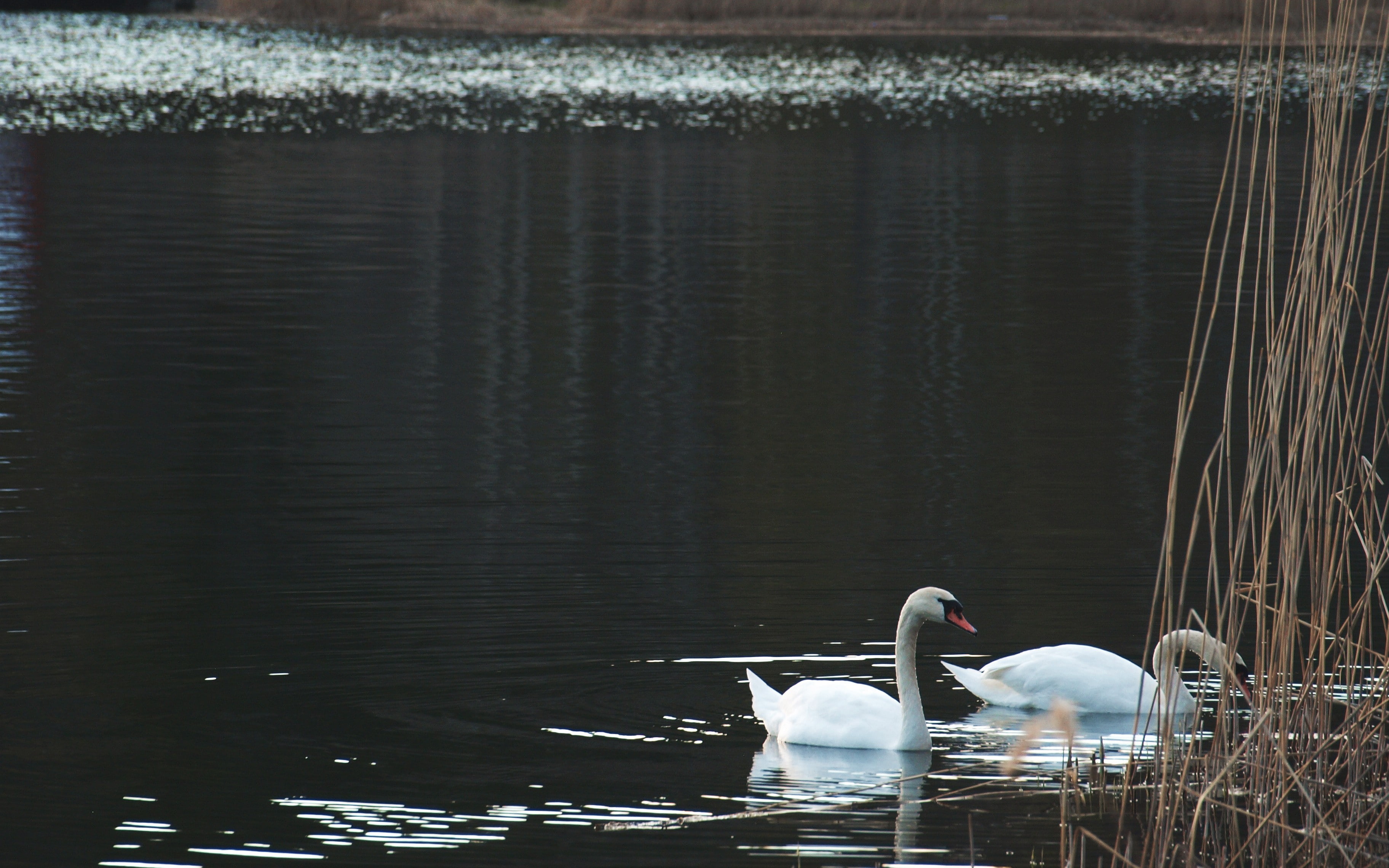 nature, no people, swan, beauty in nature, group of animals, lake, animal wildlife, bird, swimming, outdoors, vertebrate, animals, animals in the wild, HD Wallpaper