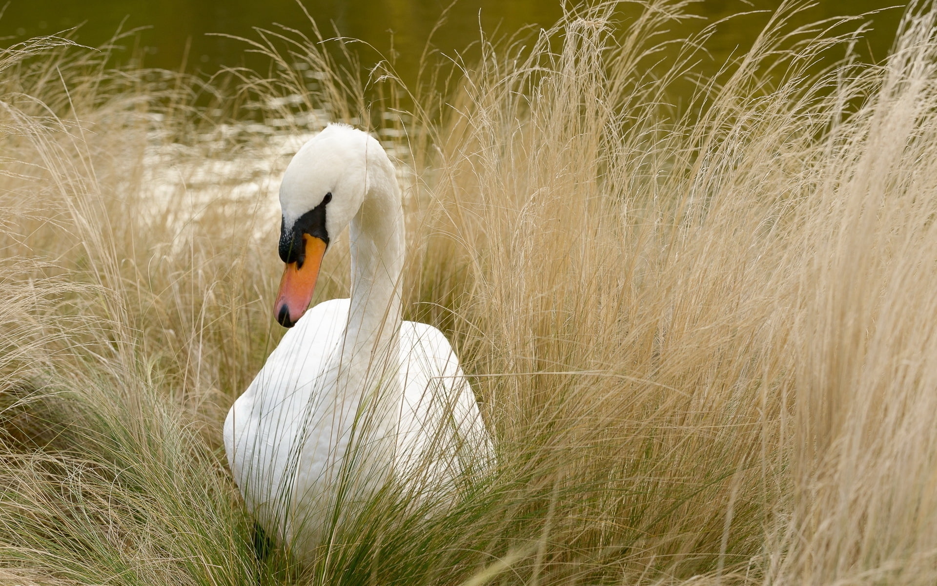 white, white swan, beautiful, swan, 1080P, HD Wallpaper