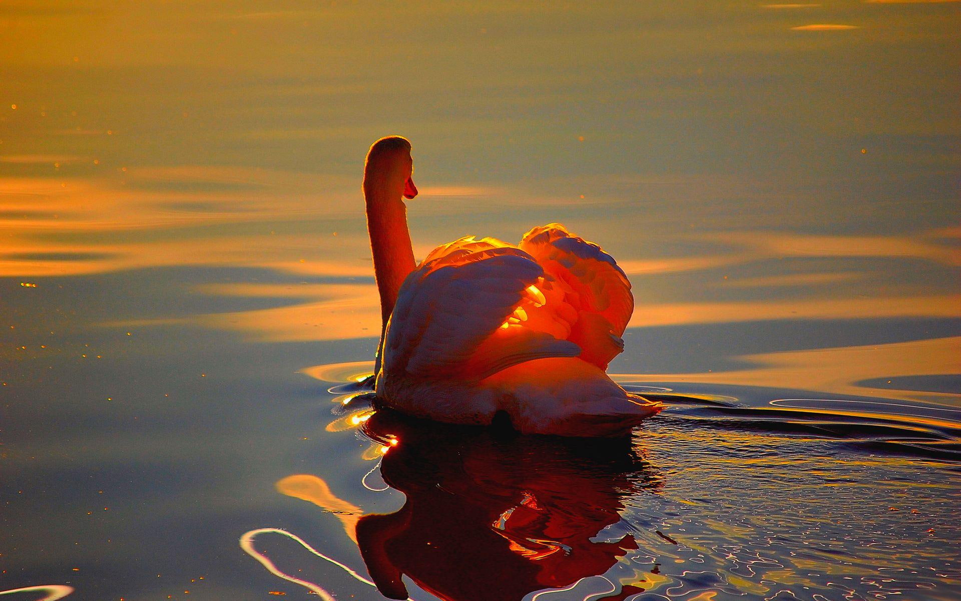 sunrays, swan, animals, beautiful, swans, sunset, 1080P, sunsets, HD Wallpaper