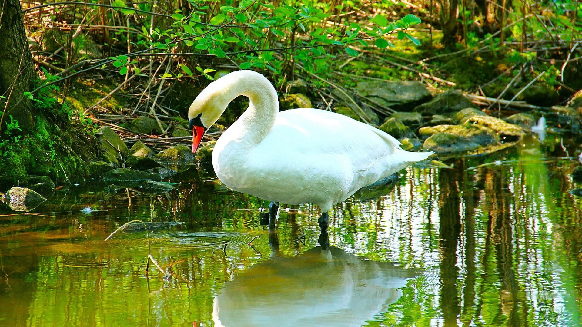 reflection, animal wildlife, feather, water bird, summer, wildlife, one animal, river, animal neck, cute, day, swan, animal themes, animals In The Wild, HD Wallpaper