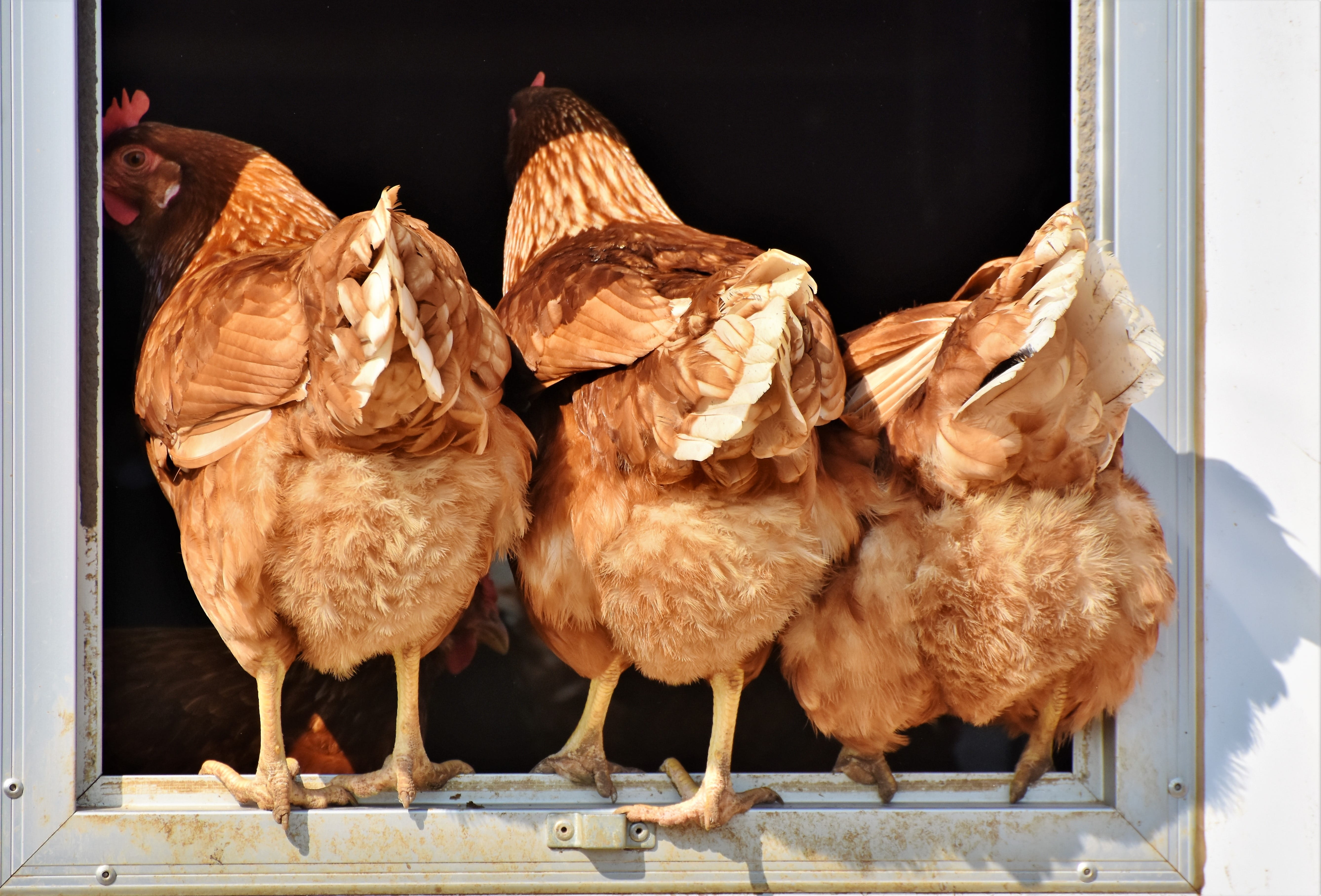 livestock, architecture, vertebrate, comb, animal themes, domestic animals, range, bio, animal, poultry, nature, outdoors, butt, no people, pets, bird, HD Wallpaper
